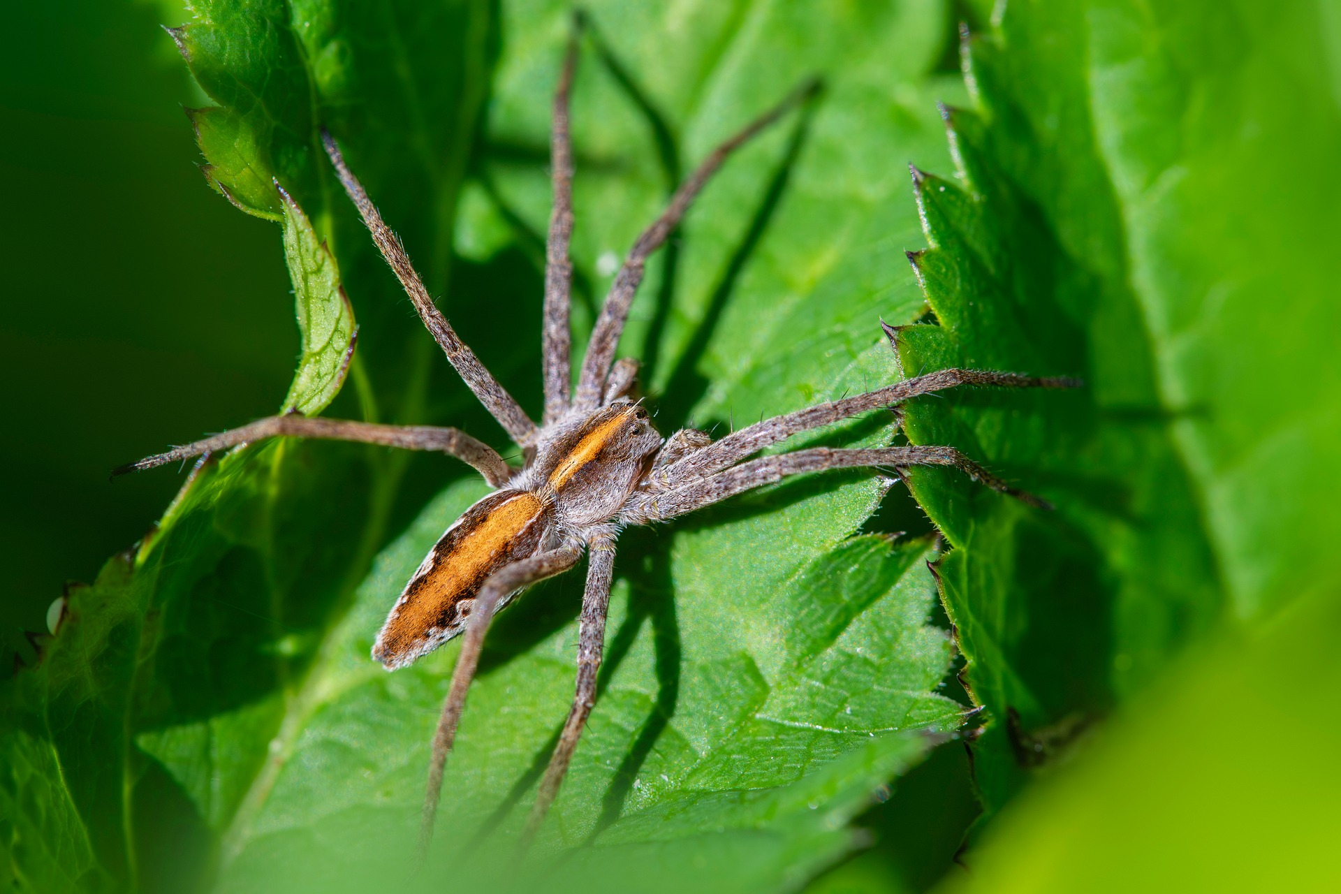 European nursery web spider (Pisaura mirabilis)