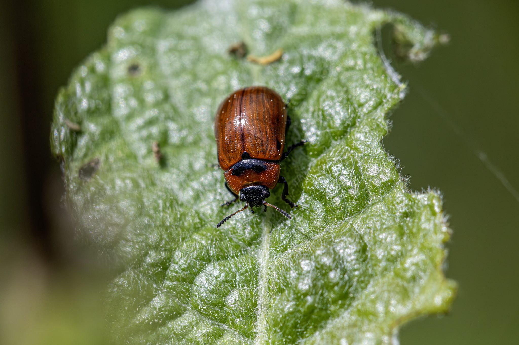 American Aspen Beetle (Gonioctena viminalis)