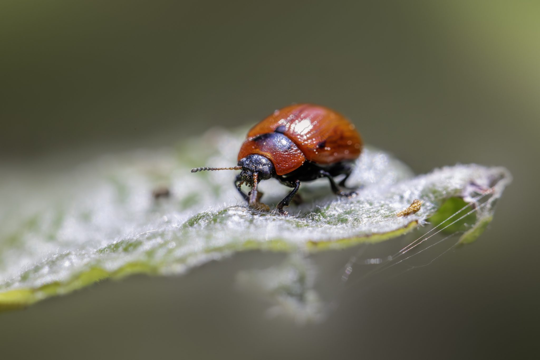 American Aspen Beetle (Gonioctena viminalis)