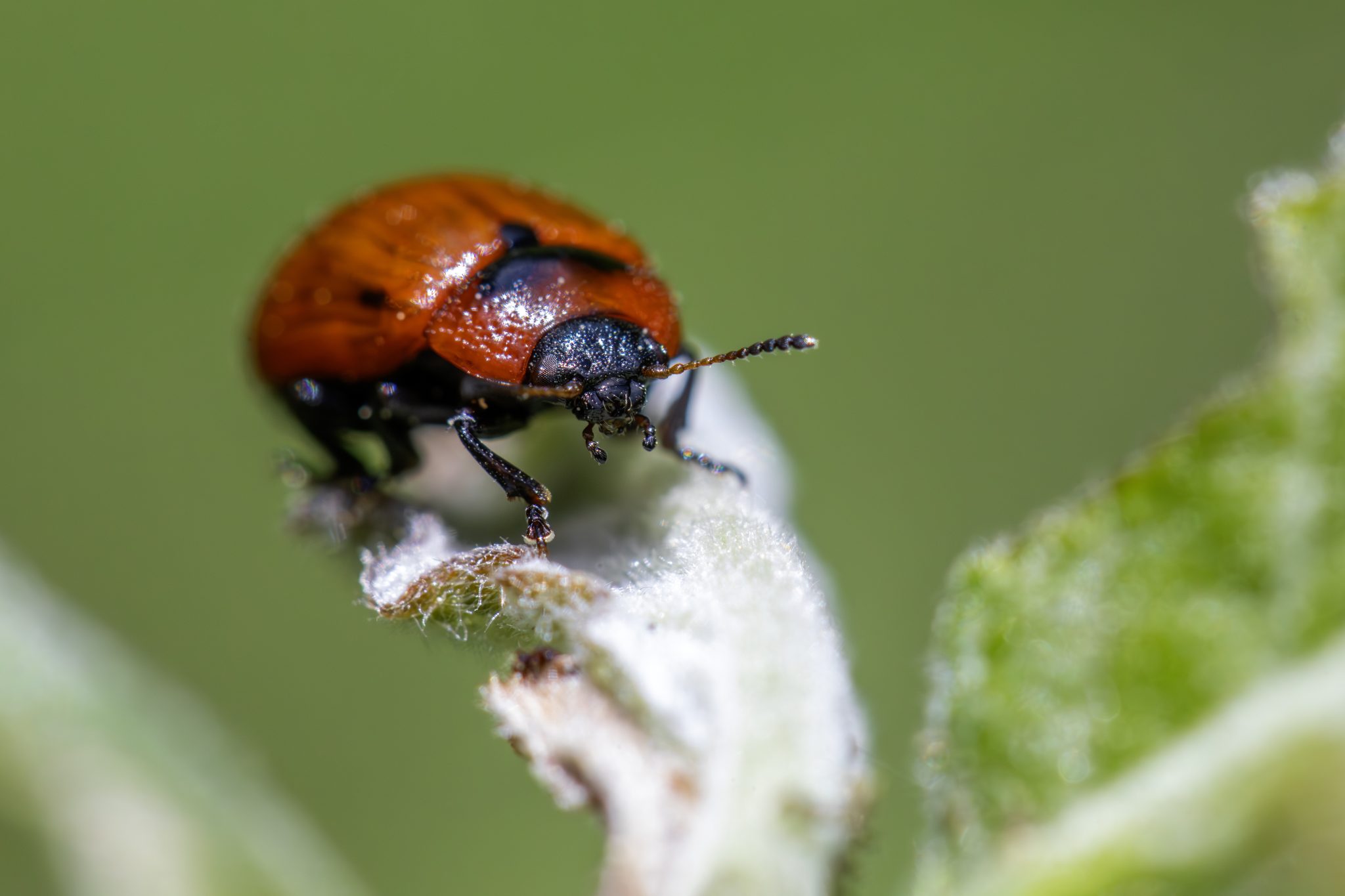 American Aspen Beetle (Gonioctena viminalis)