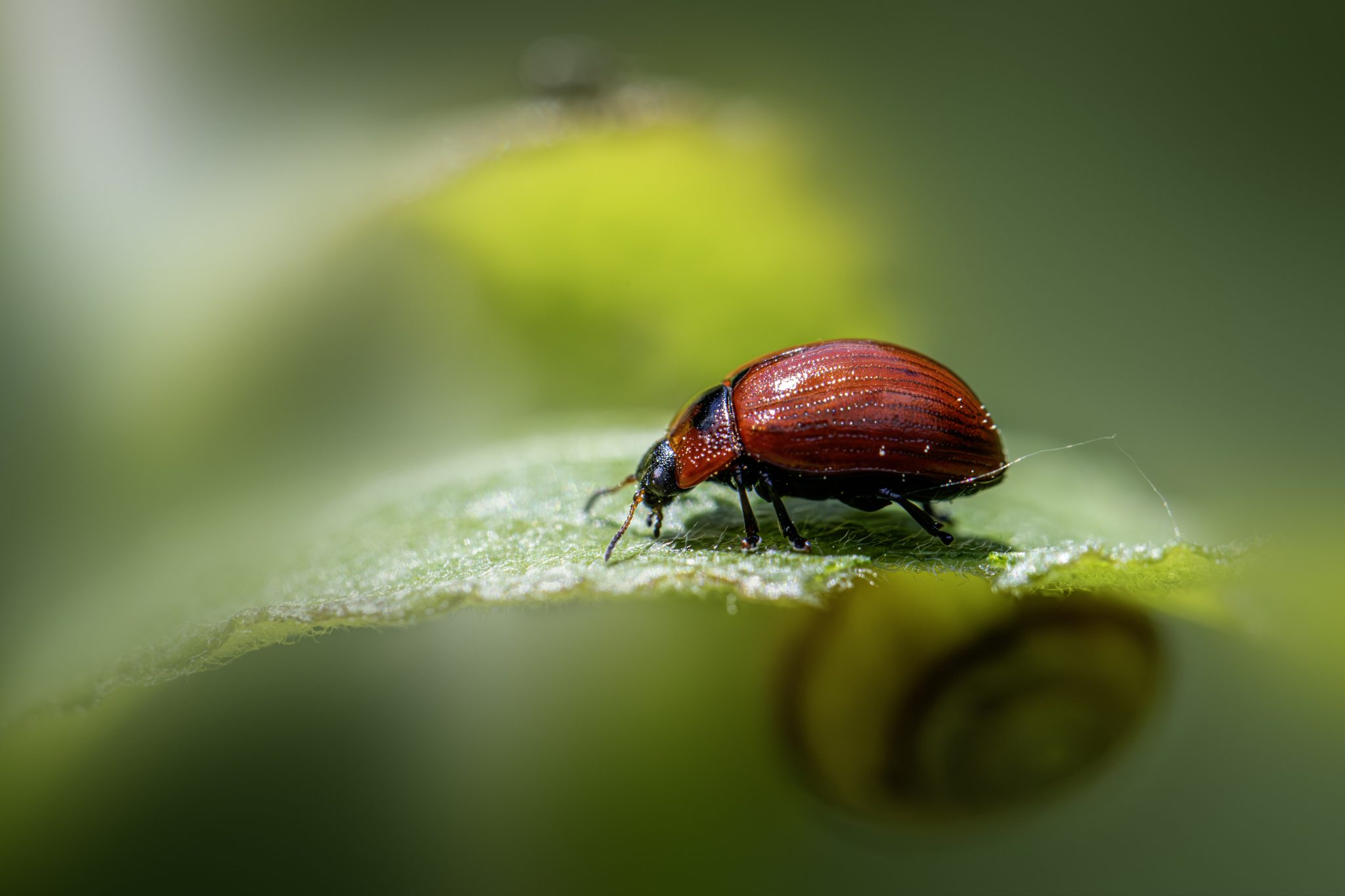 American Aspen Beetle (Gonioctena viminalis)