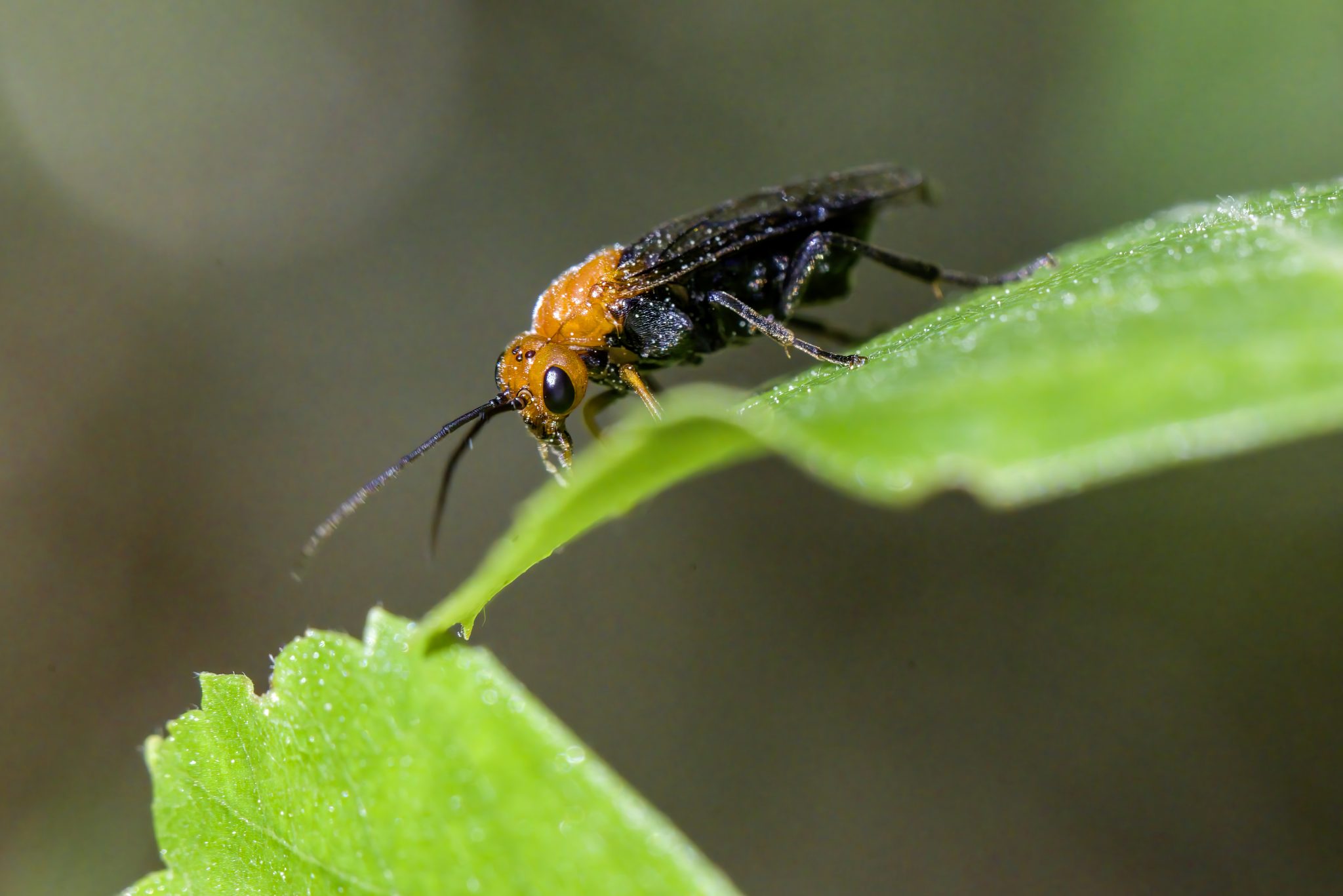 Hibiscus Sawfly (Atomacera decepta)