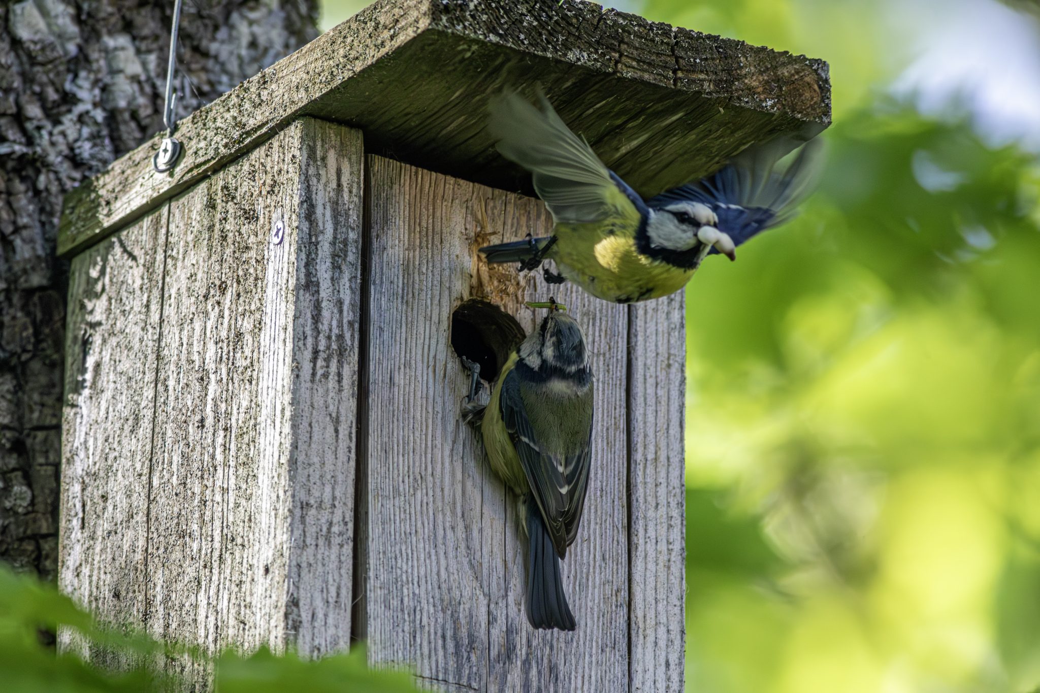 Eurasian Blue tit (Cyanistes caeruleus)