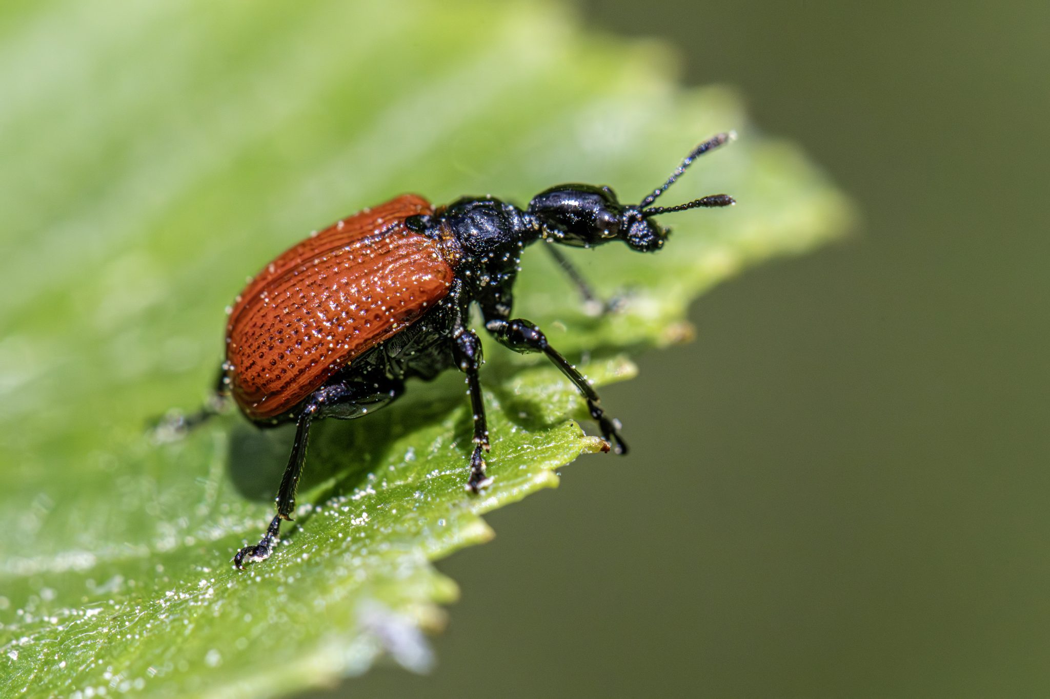 Hazel-leaf roller weevil (Apoderus coryli)