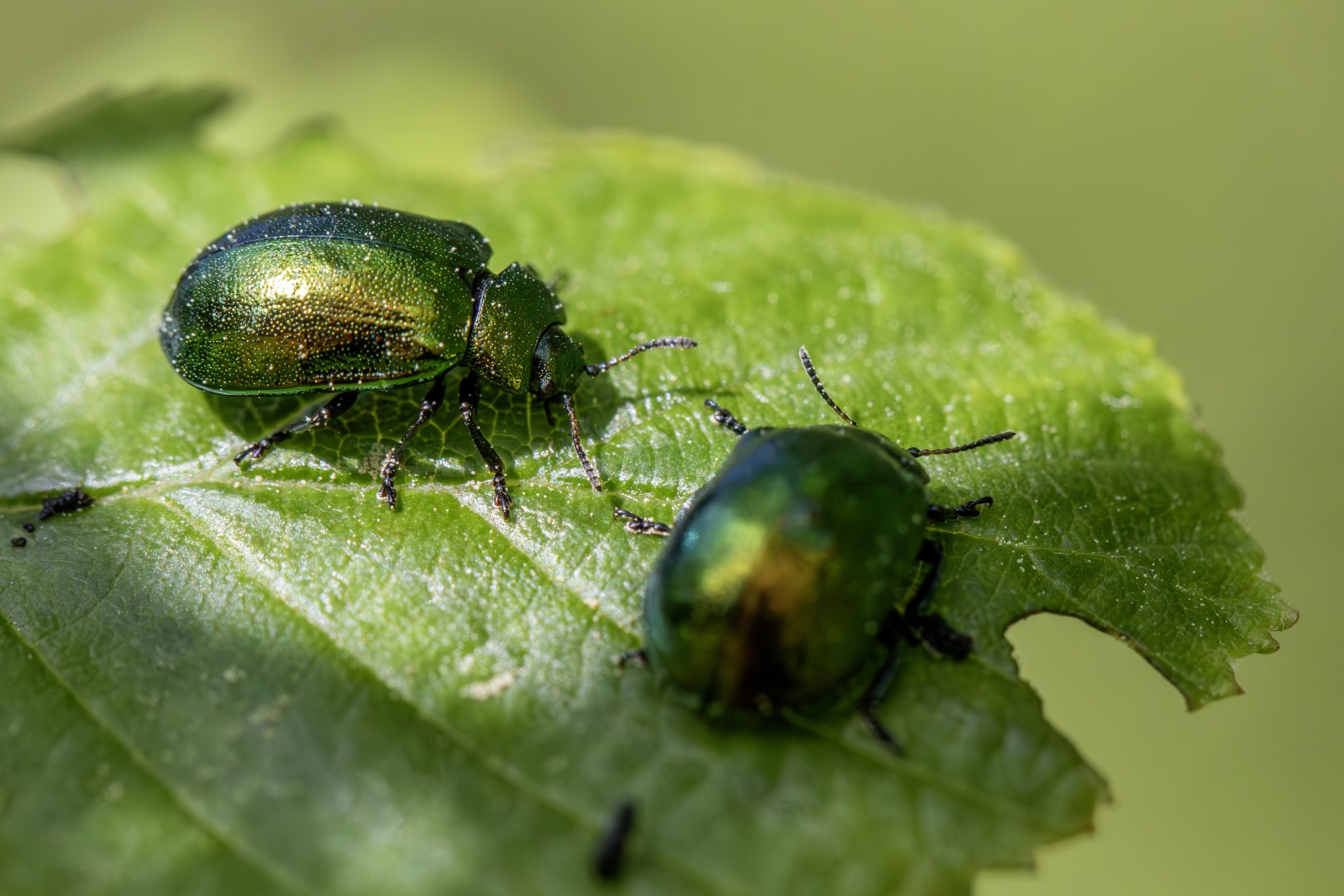 Leaf beetle (Plagiosterna aenea)