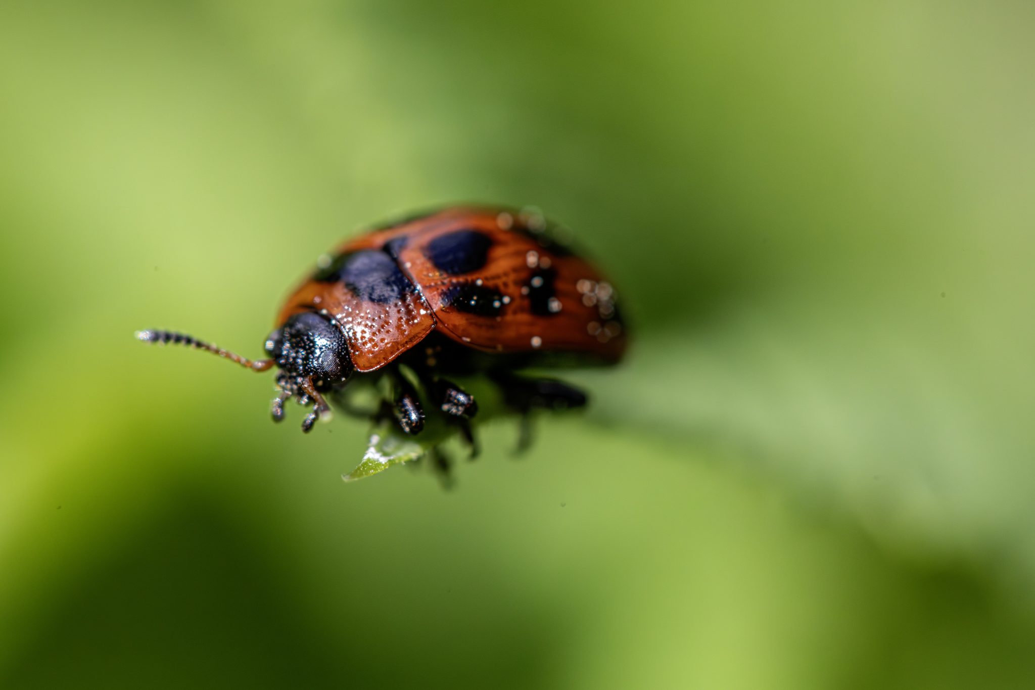 American Aspen Beetle (Gonioctena viminalis)