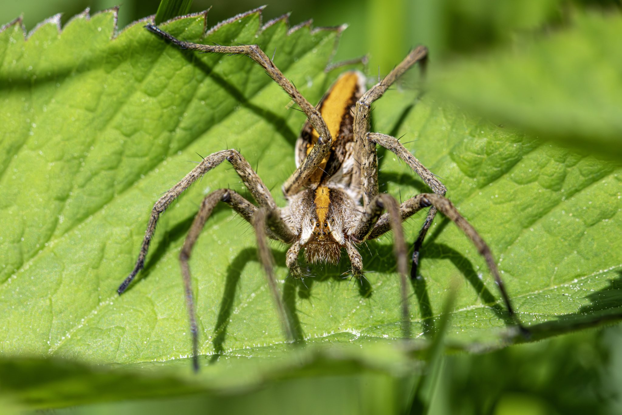 European nursery web spider (Pisaura mirabilis)