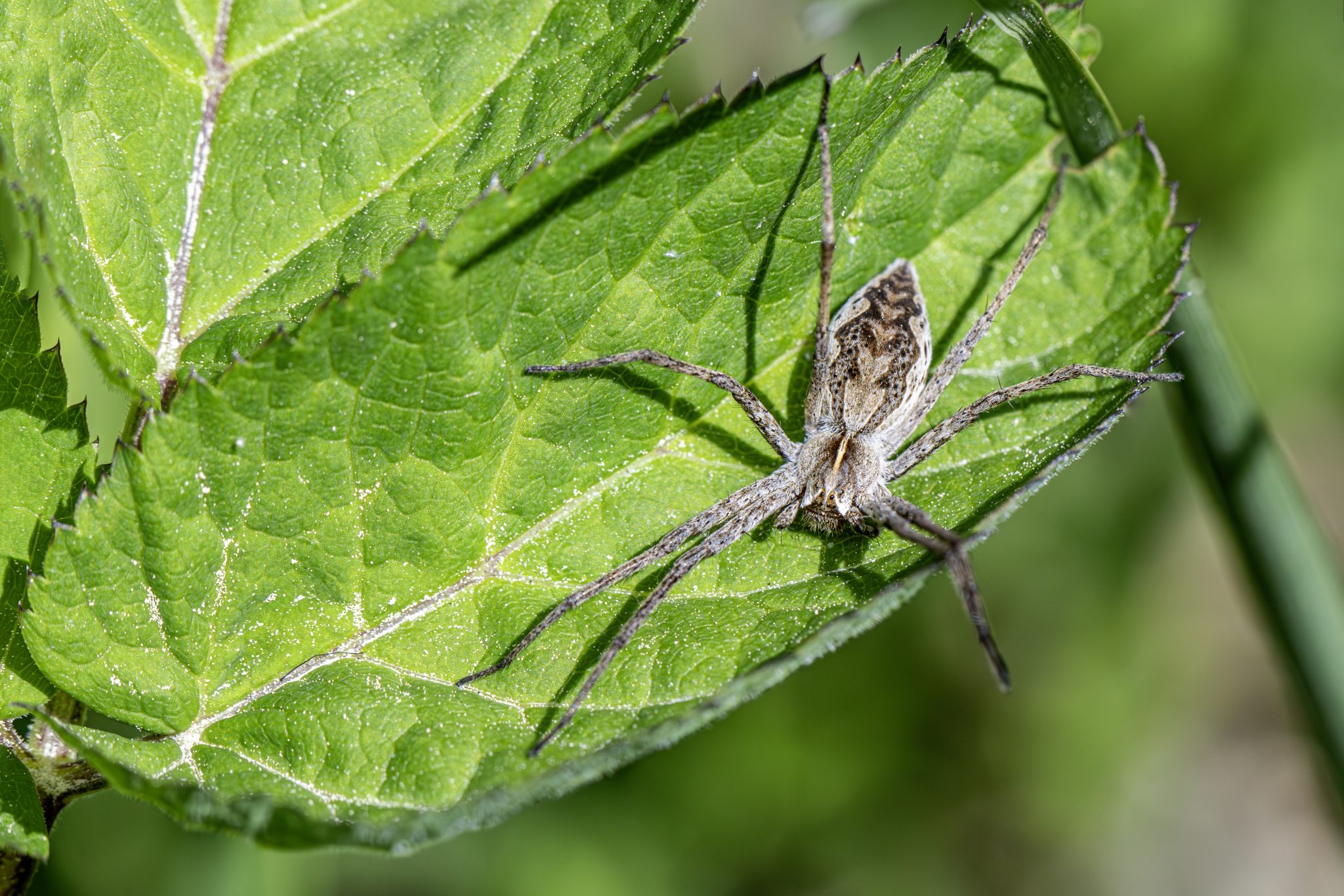 European nursery web spider (Pisaura mirabilis)