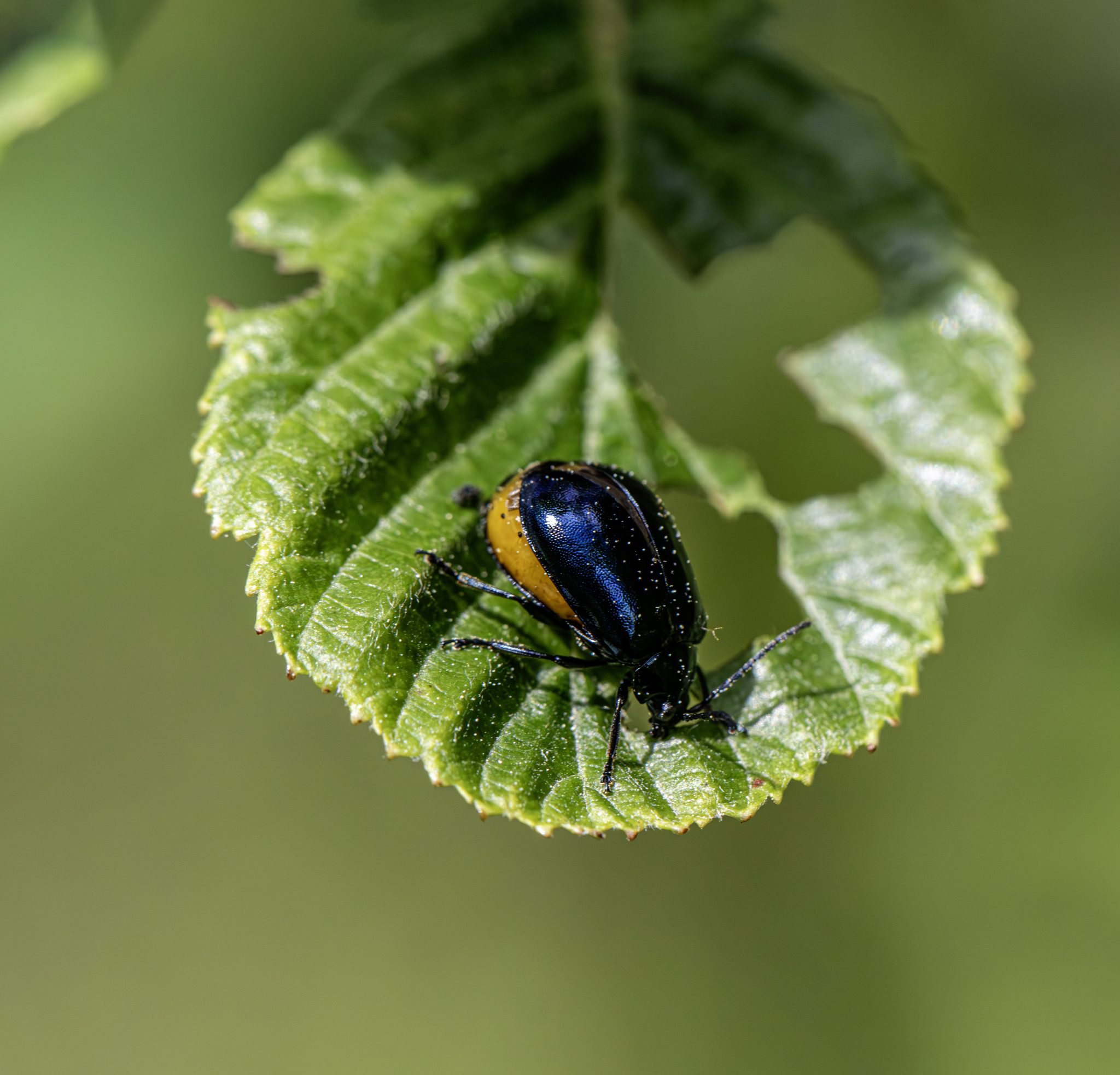 Alder Leaf Beetle (Agelastica alni)
