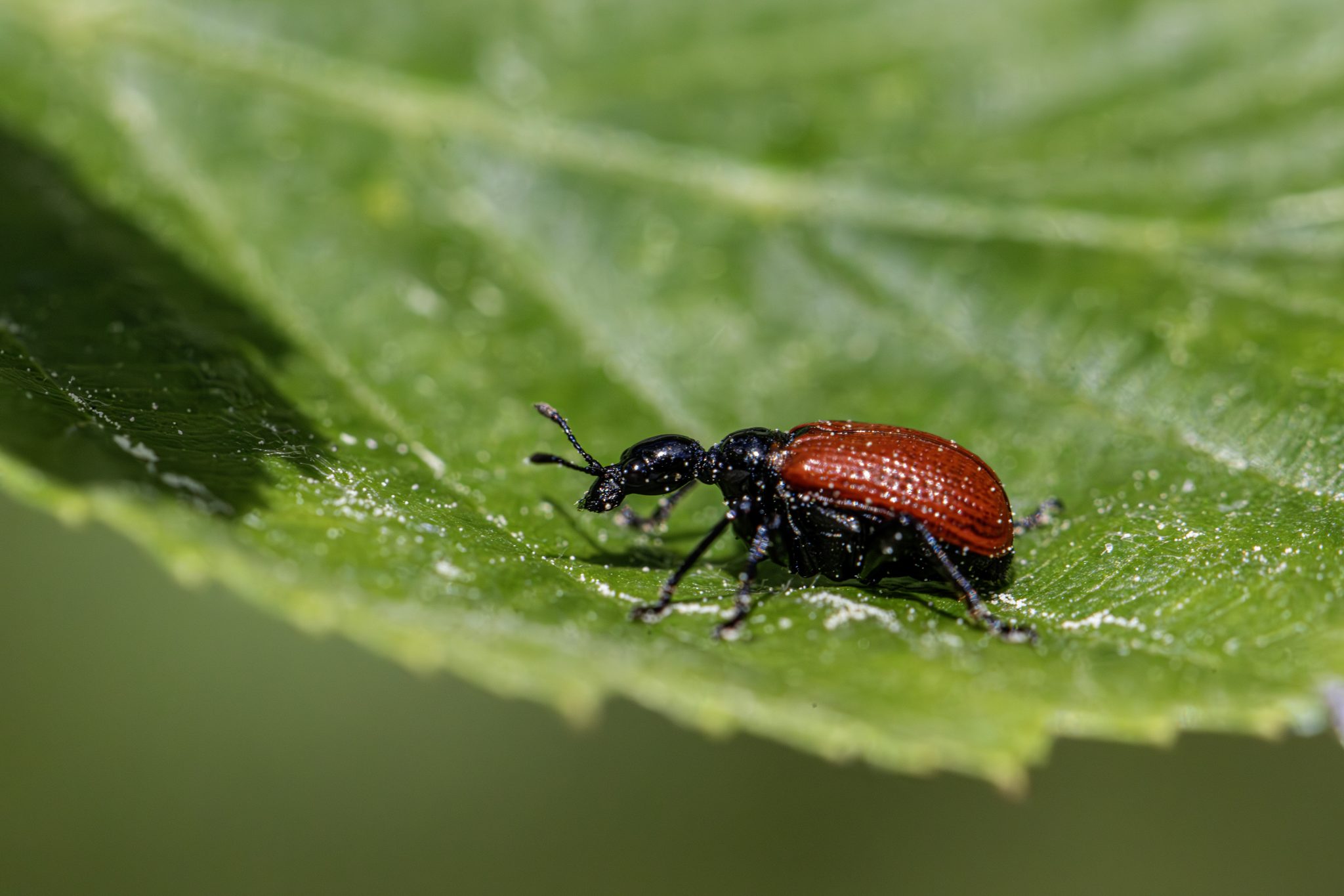 Hazel-leaf roller weevil (Apoderus coryli)