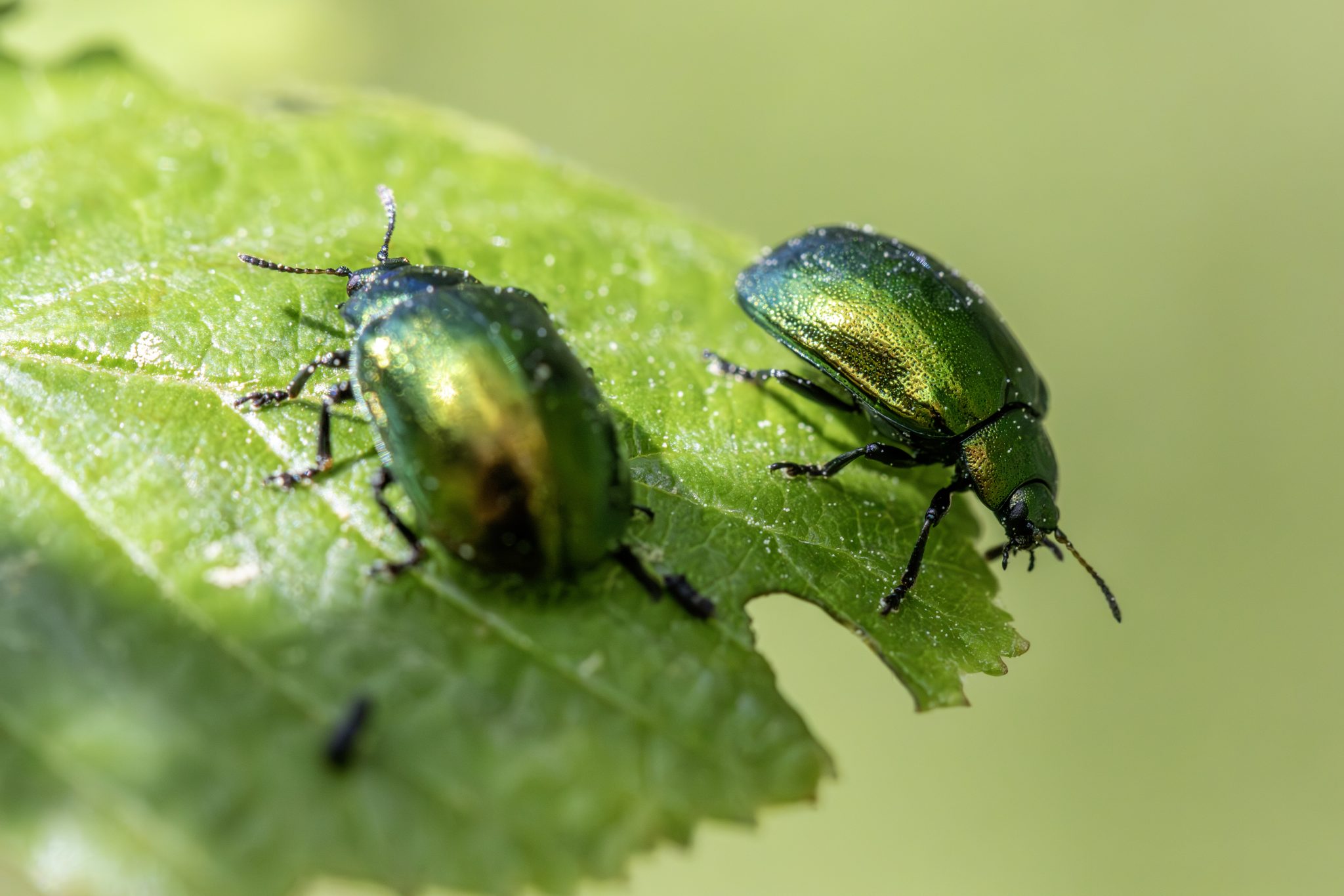 Leaf beetle (Plagiosterna aenea)