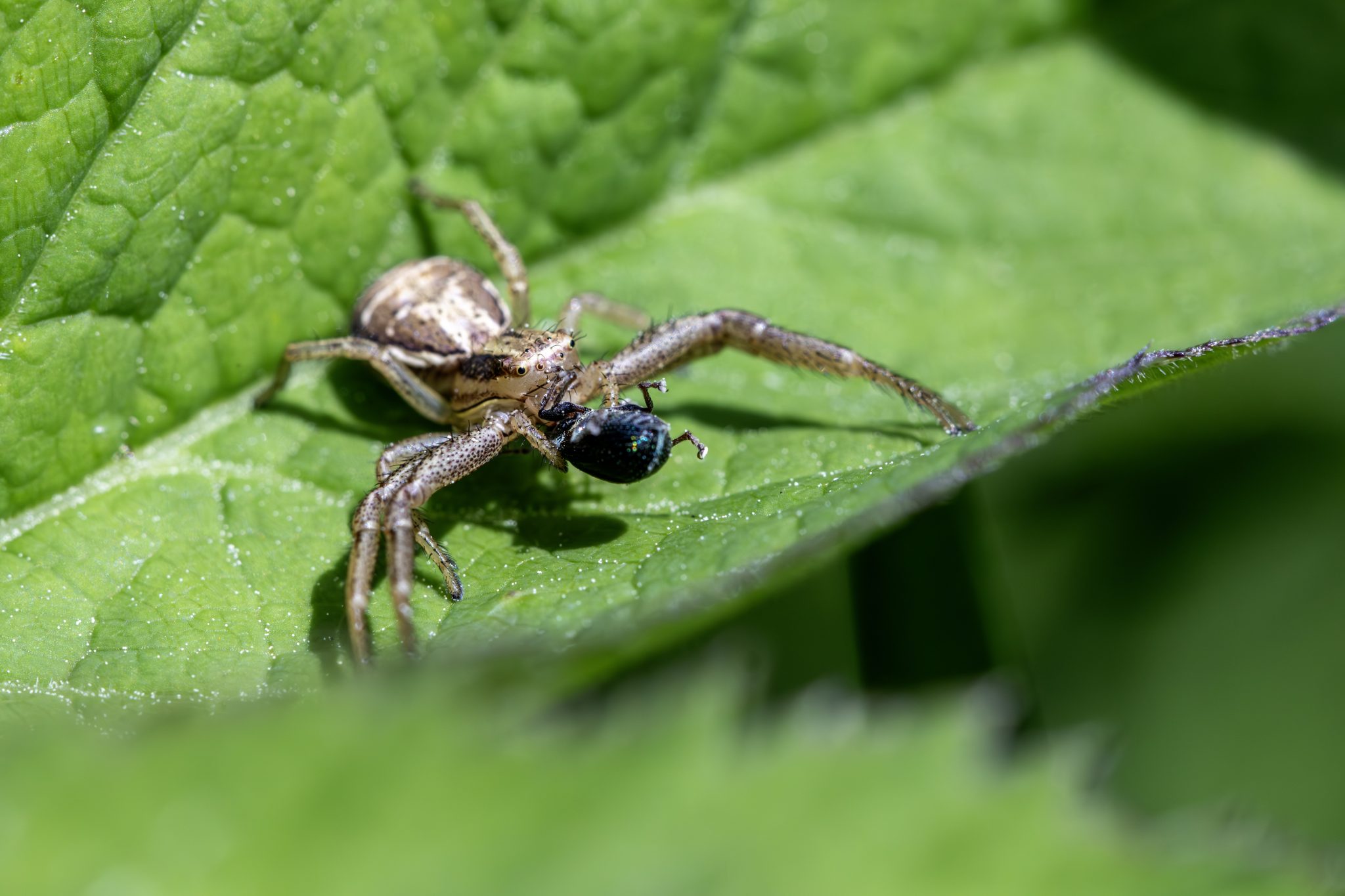 Common crab spider (Xysticus cristatus)