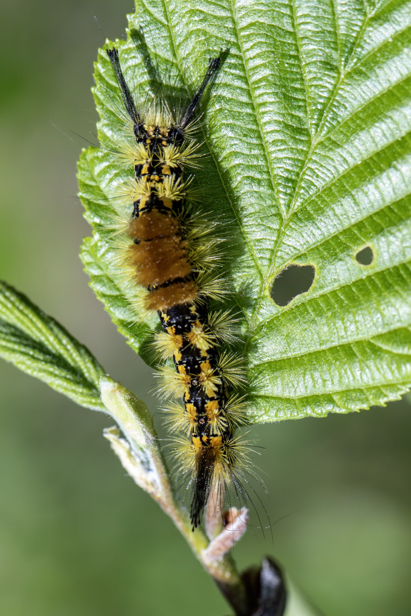 Western Tussock Moth (Orgyia vetusta)