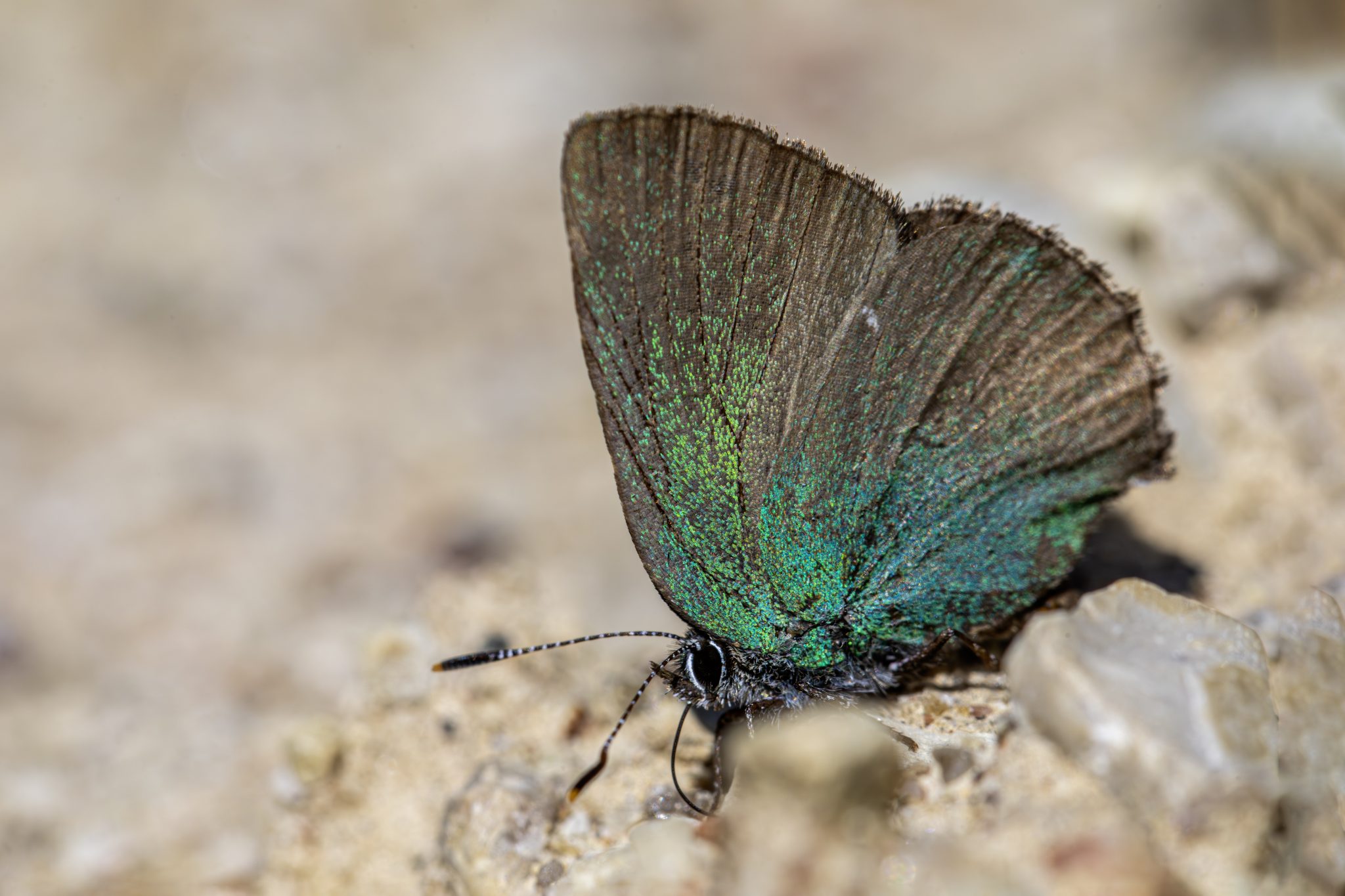 Green hairstreak (Callophrys rubi)