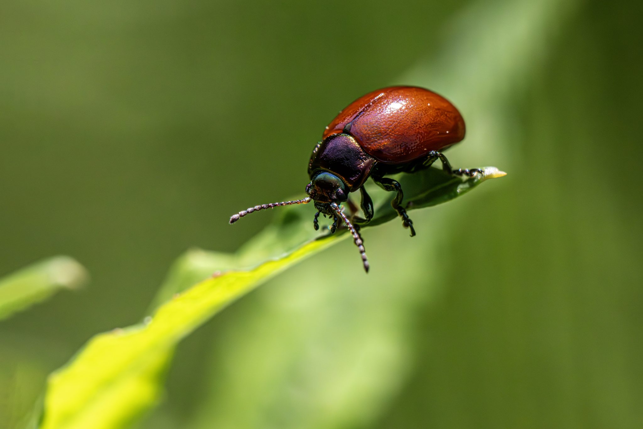 Knotgrass leaf beetle (Chrysolina polita)