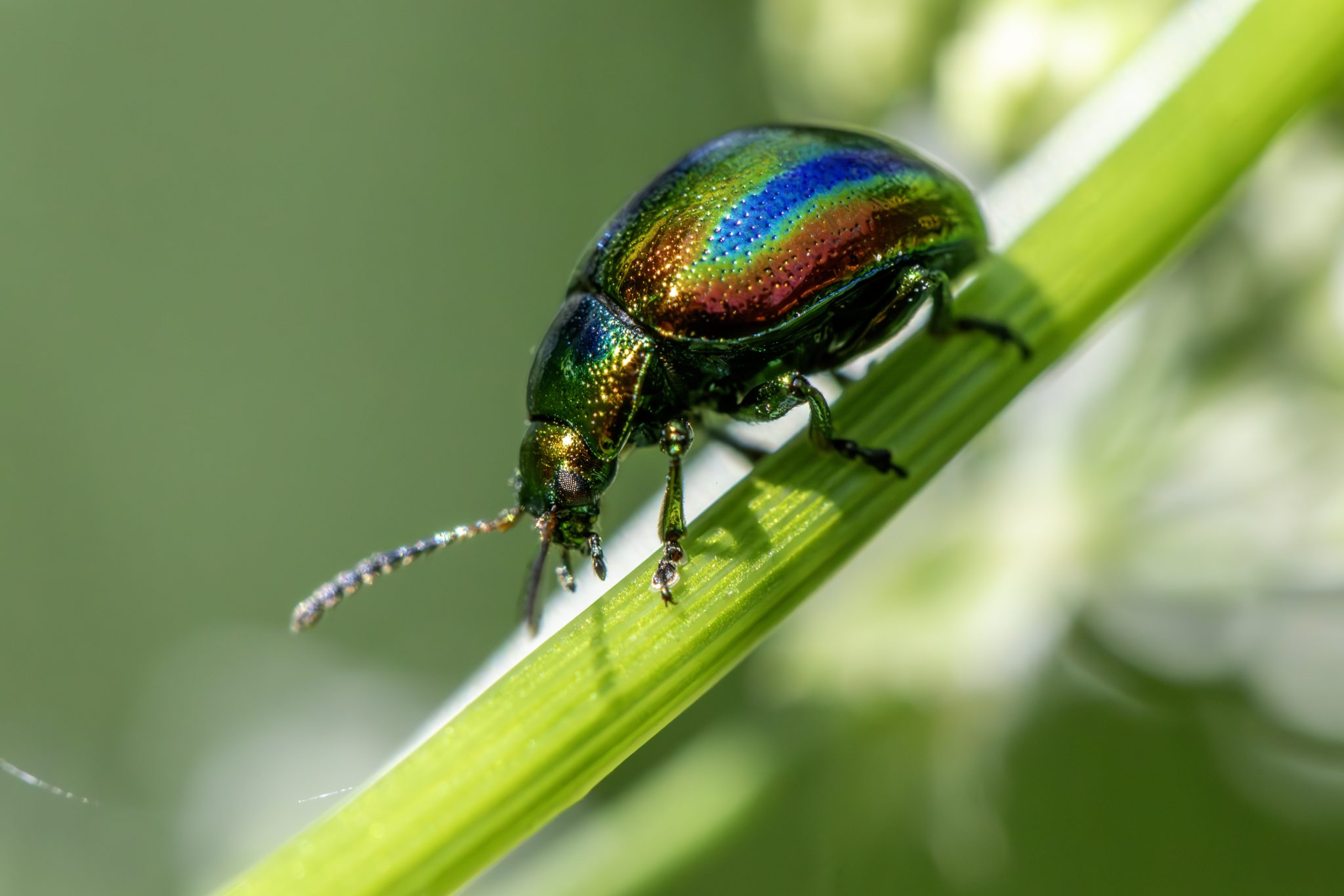 Dead-Nettle Leaf Beetle (Crysolina fastuosa)