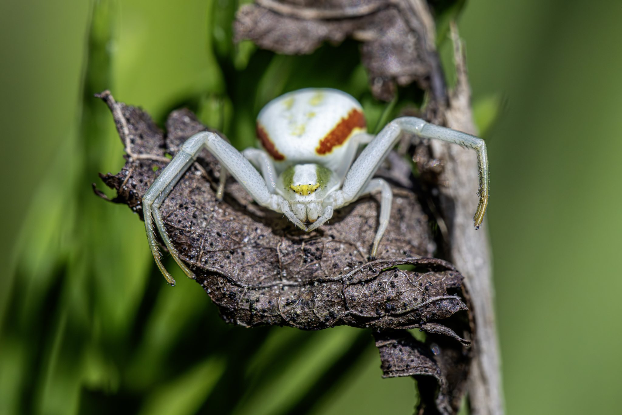 Goldenrod crab spider (Misumena Vatia)