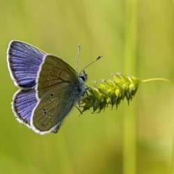 Mazarine Blue (Cyaniris semiargus)