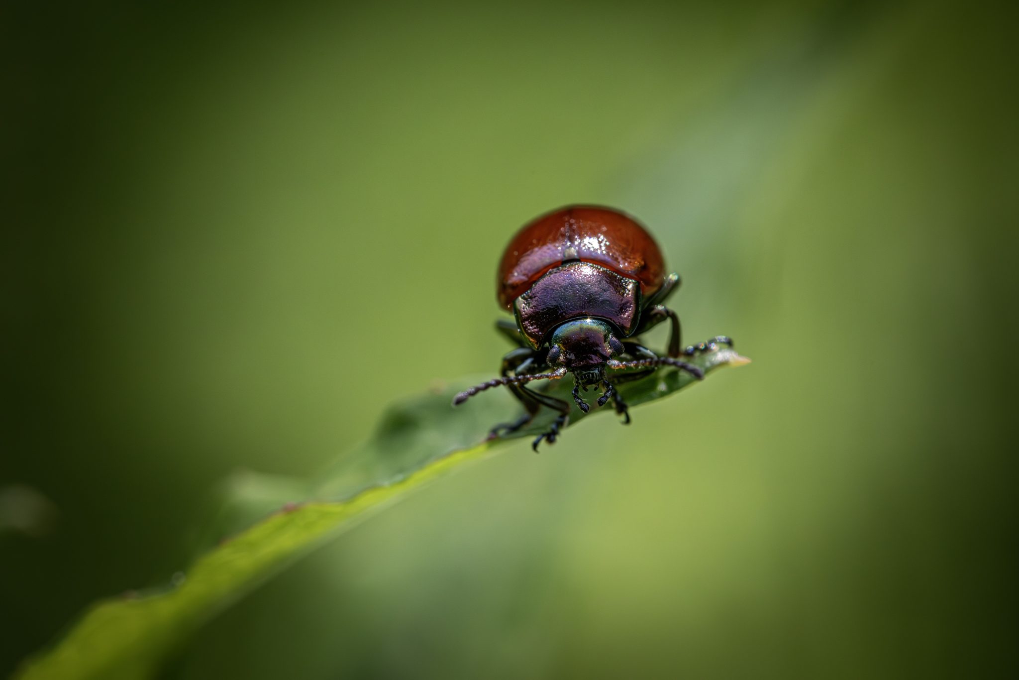 Knotgrass leaf beetle (Chrysolina polita)