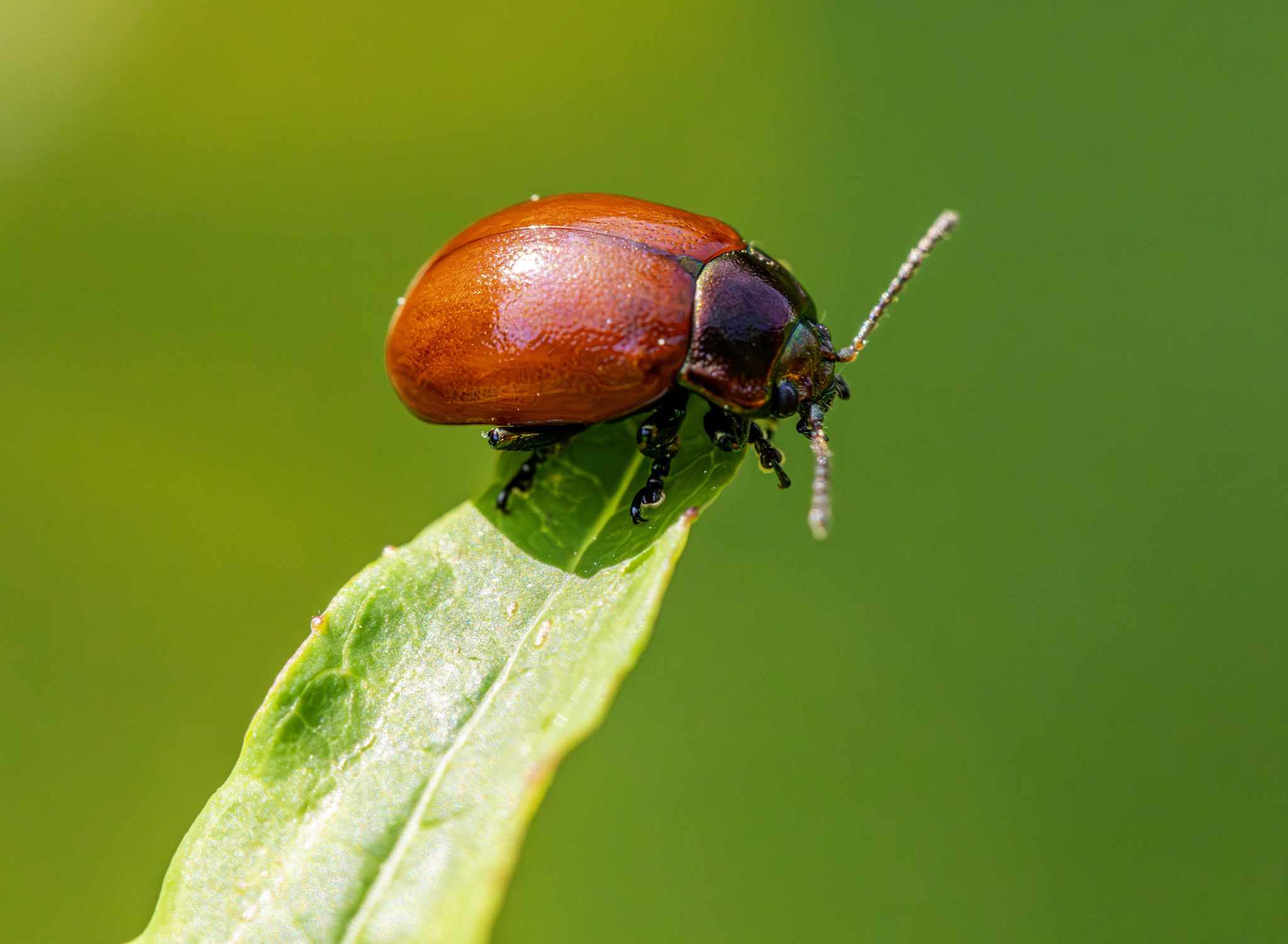 Knotgrass leaf beetle (Chrysolina polita)
