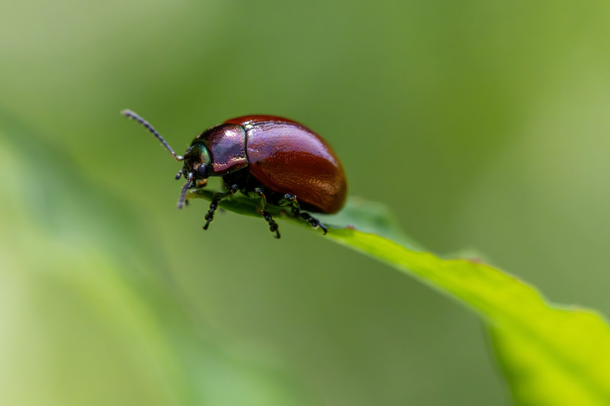 Knotgrass leaf beetle (Chrysolina polita)