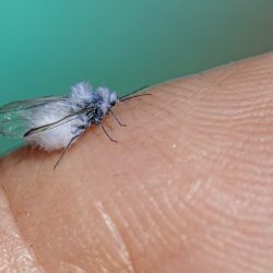 Woolly alder aphid (Prociphilus tessellatus)