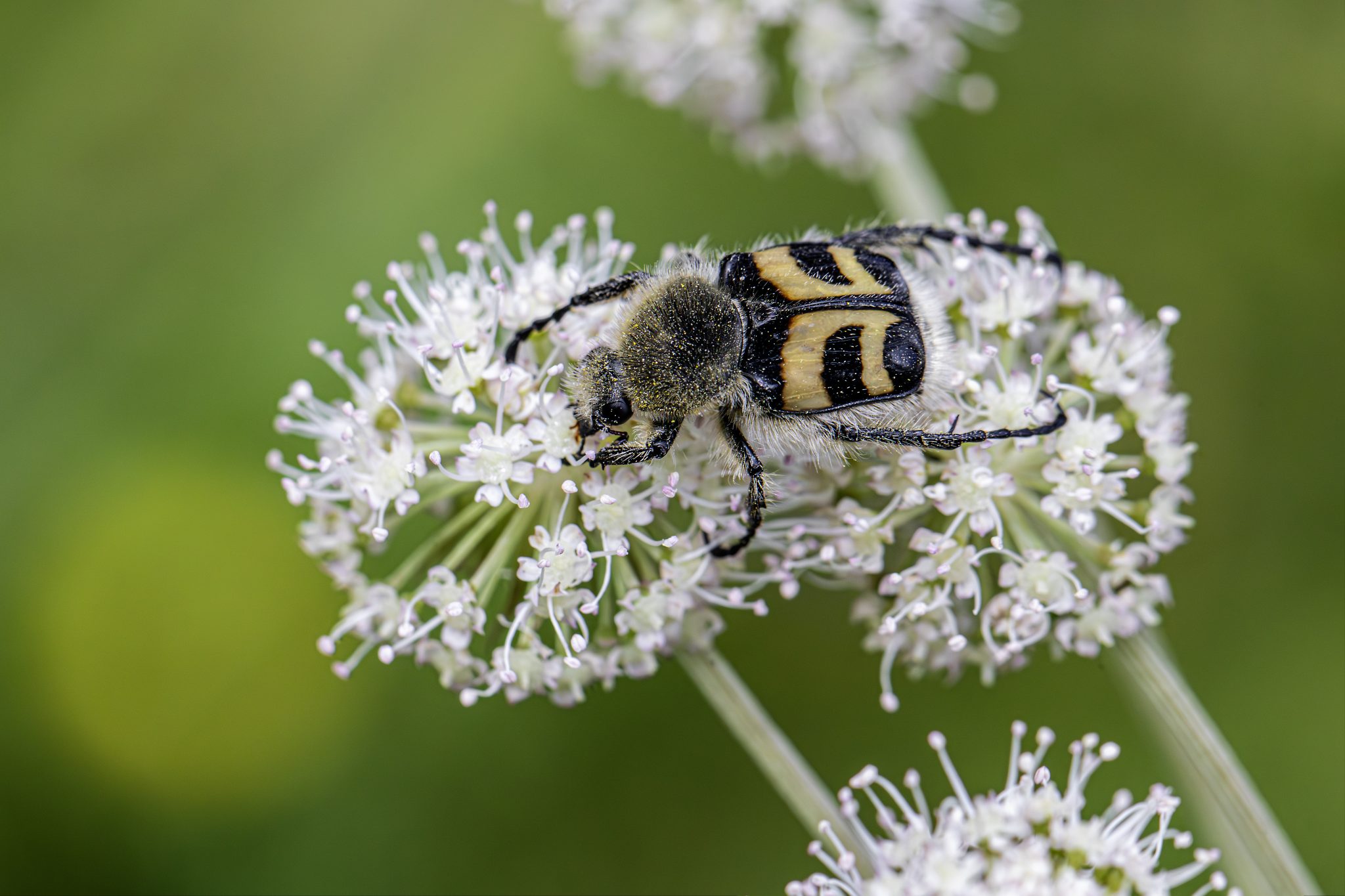 Eurasian bee beetle (Trichius fasciatus)