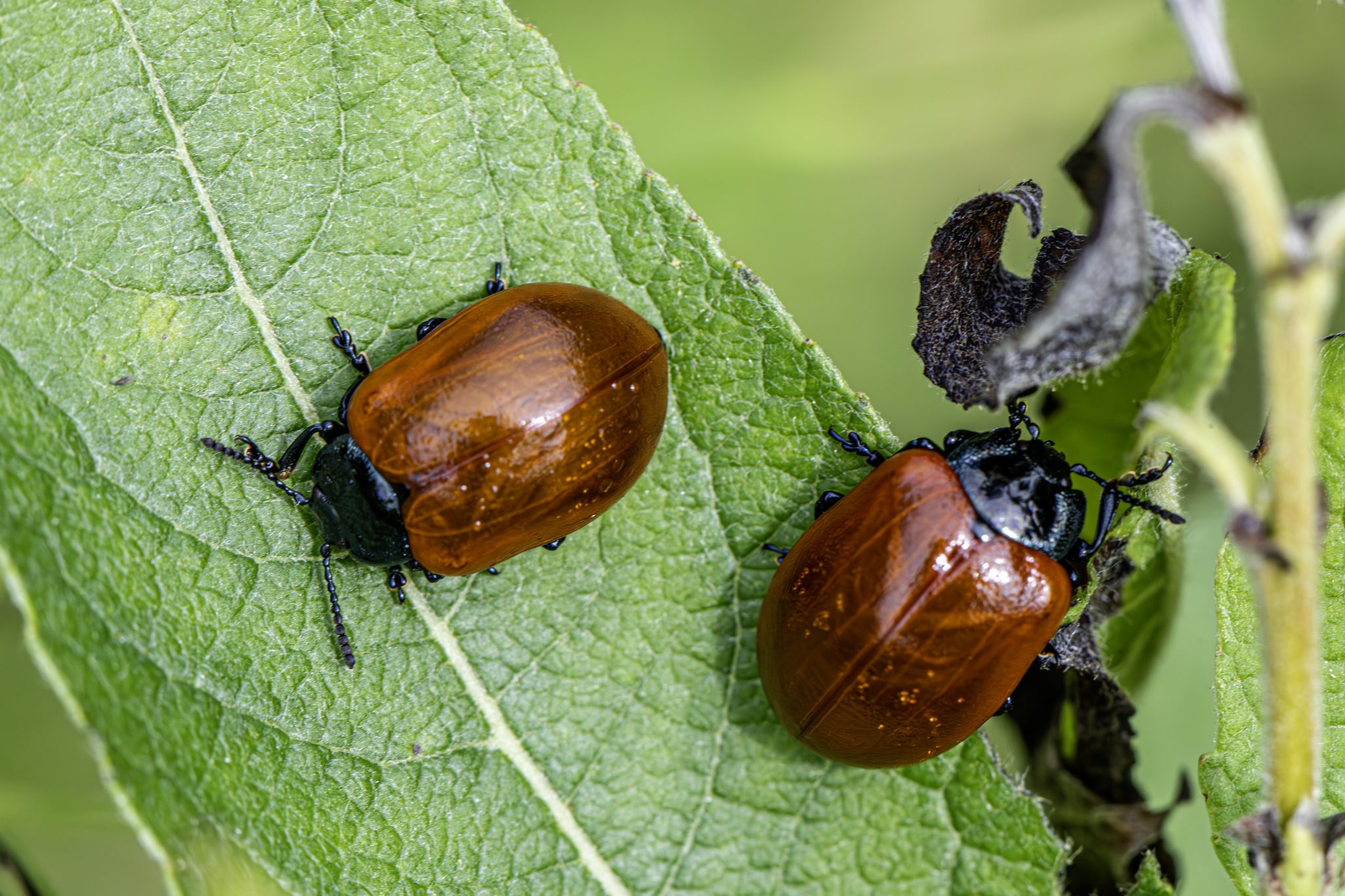 Red poplar leaf beetle (Chrysomela populi)