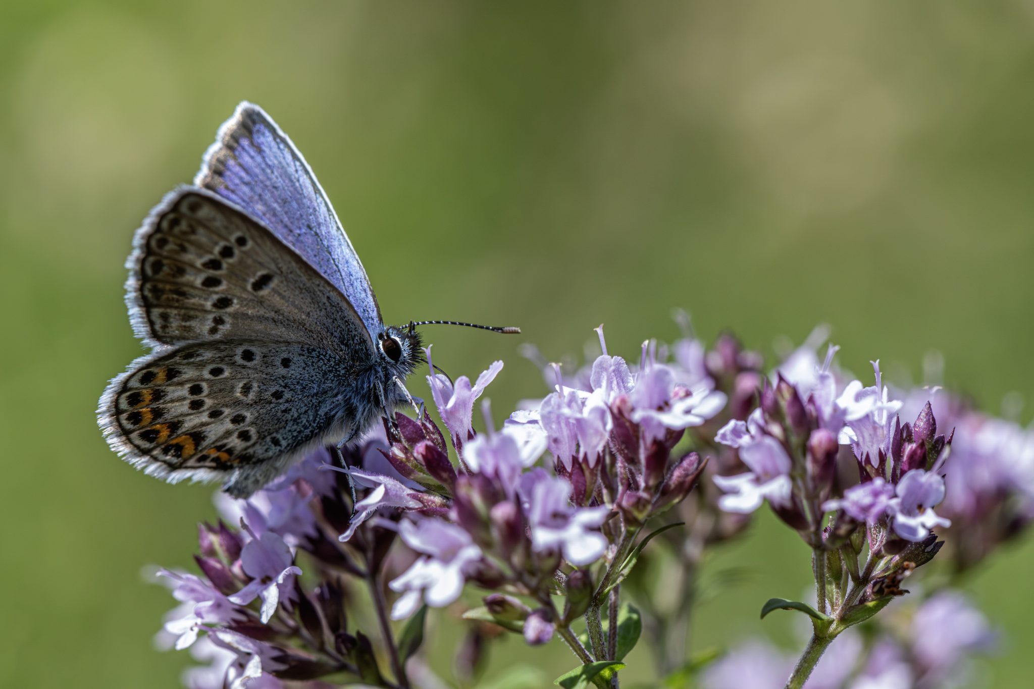Silver-studded Blue (Plebejus argus)