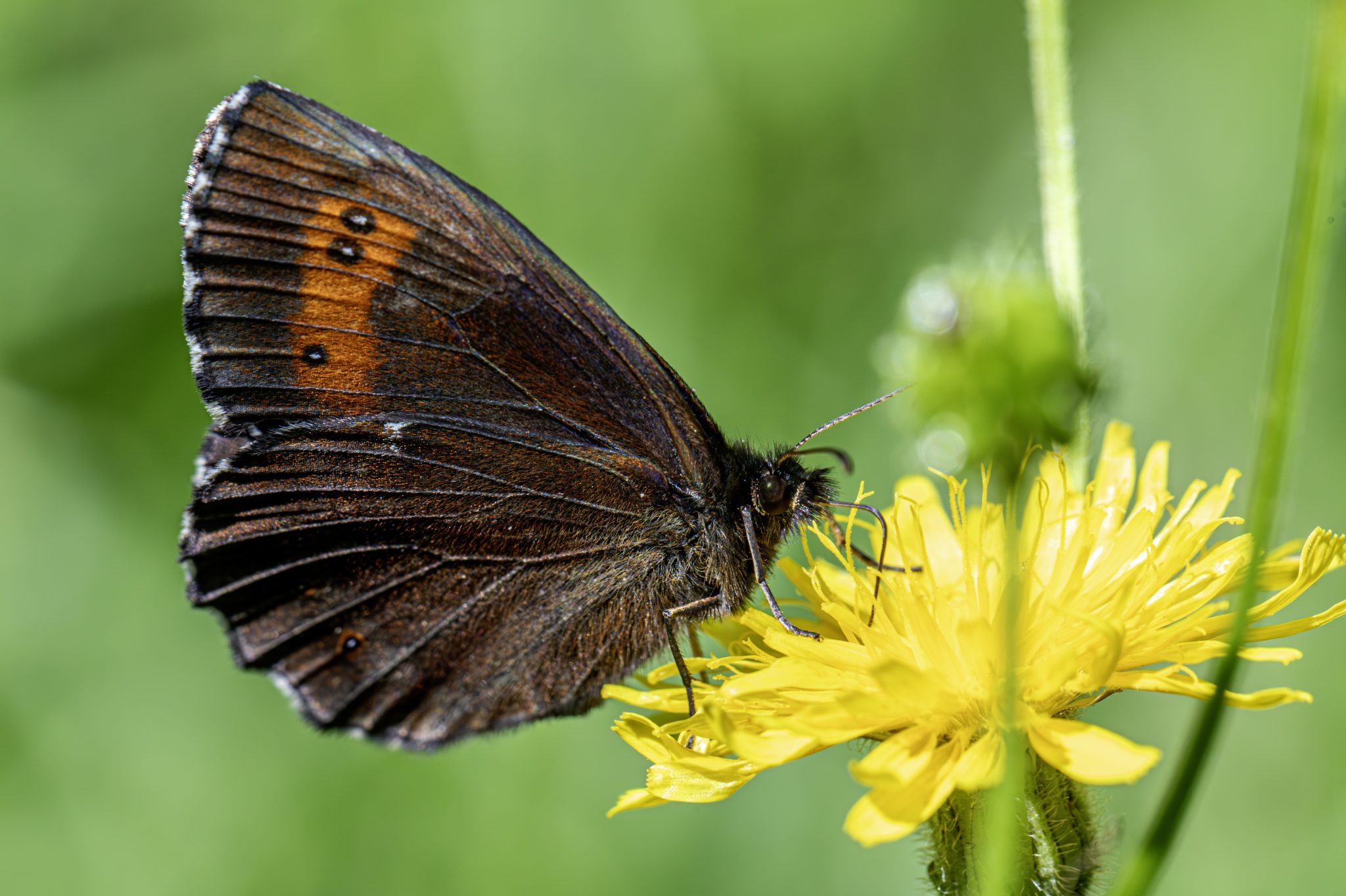 Arran brown (Erebia ligea)