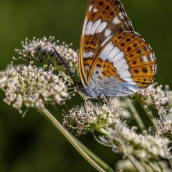 White admiral (Limenitis camilla)