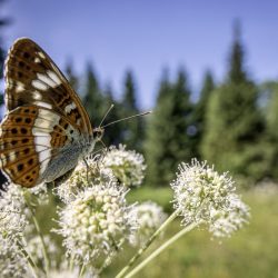 White admiral (Limenitis camilla)