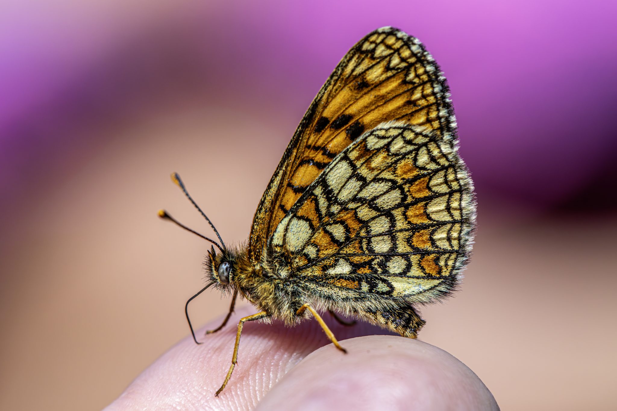 Heath Fritillary (Melitaea parthenoides)