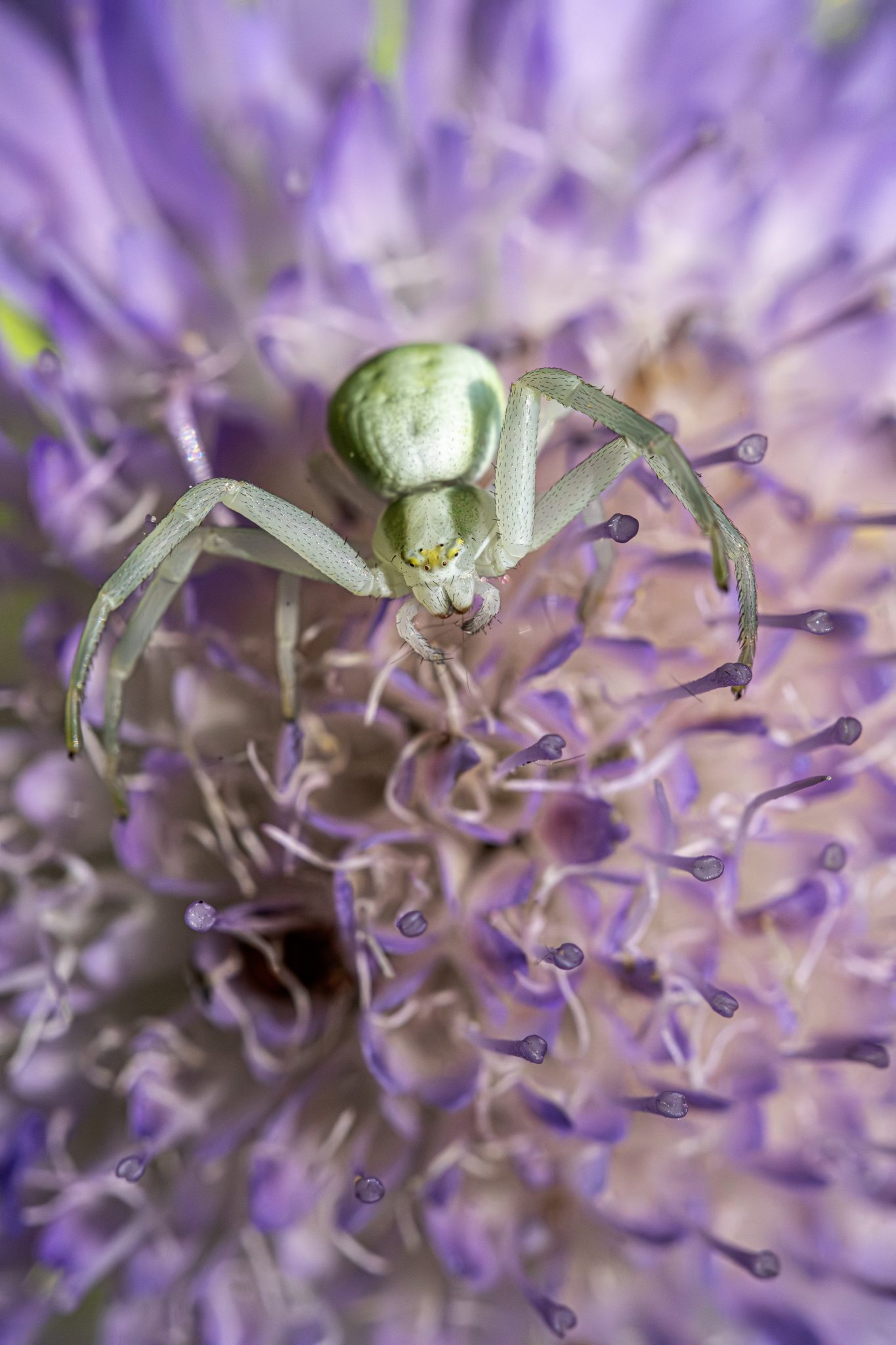 Goldenrod crab spider (Misumena Vatia)