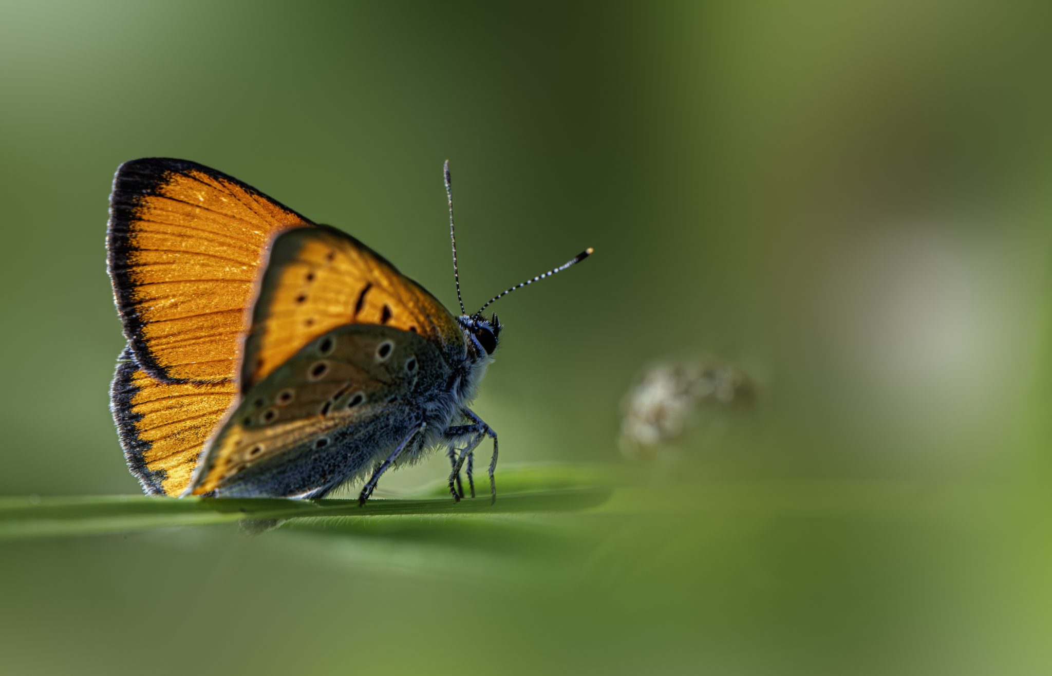 Large Copper (Lycaena dispar)