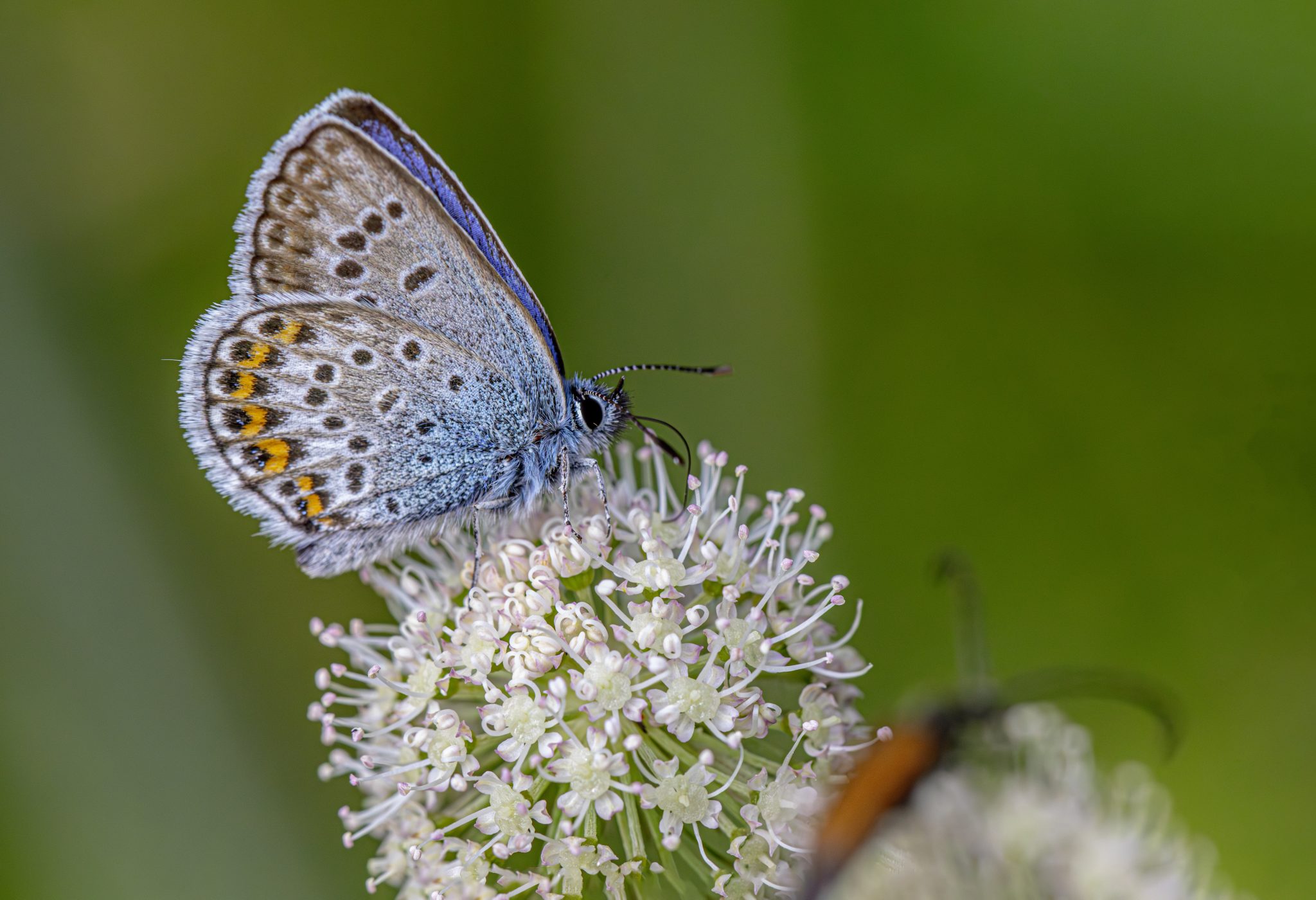 Silver-studded Blue (Plebejus argus)