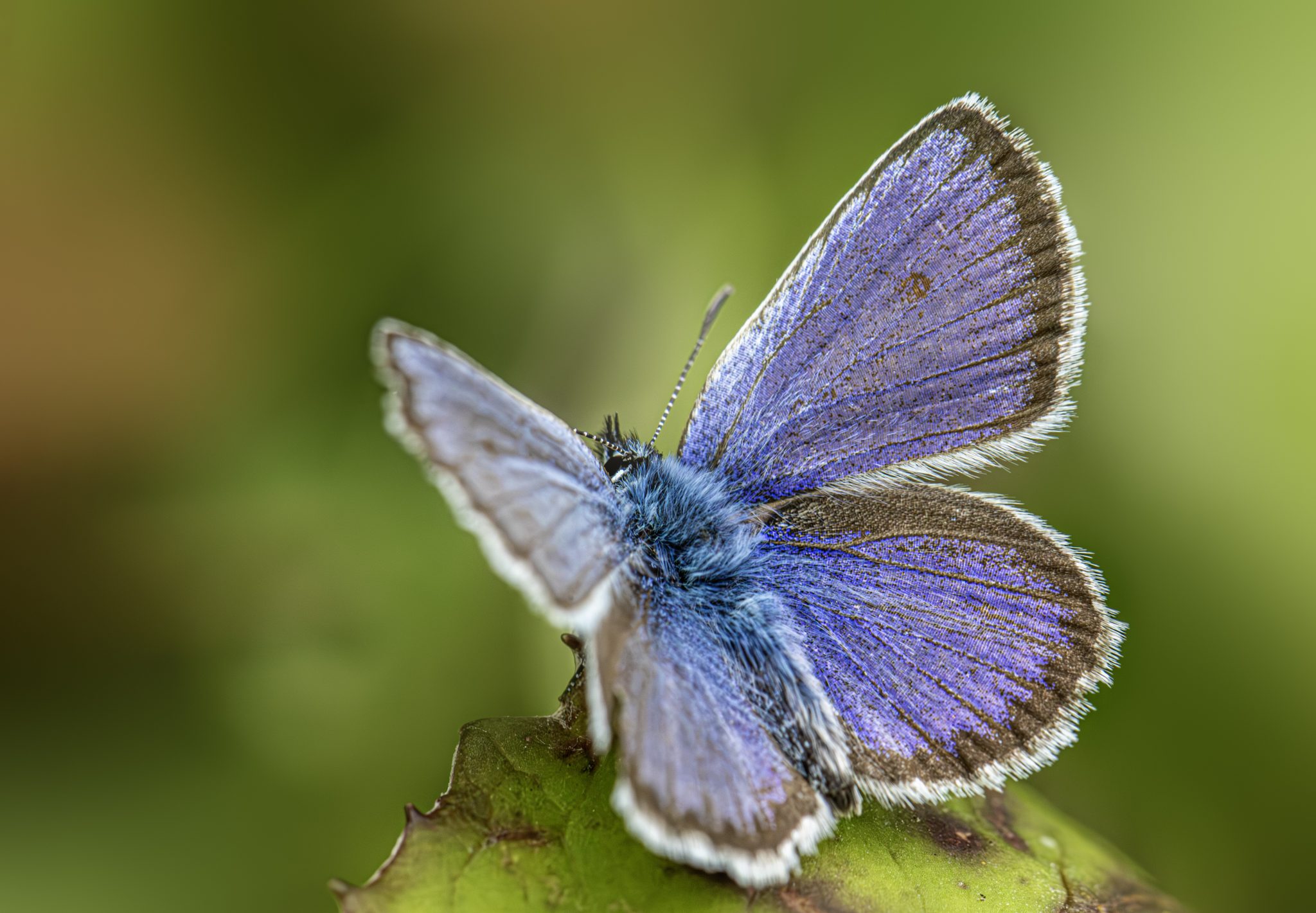 Silver-studded Blue (Plebejus argus)