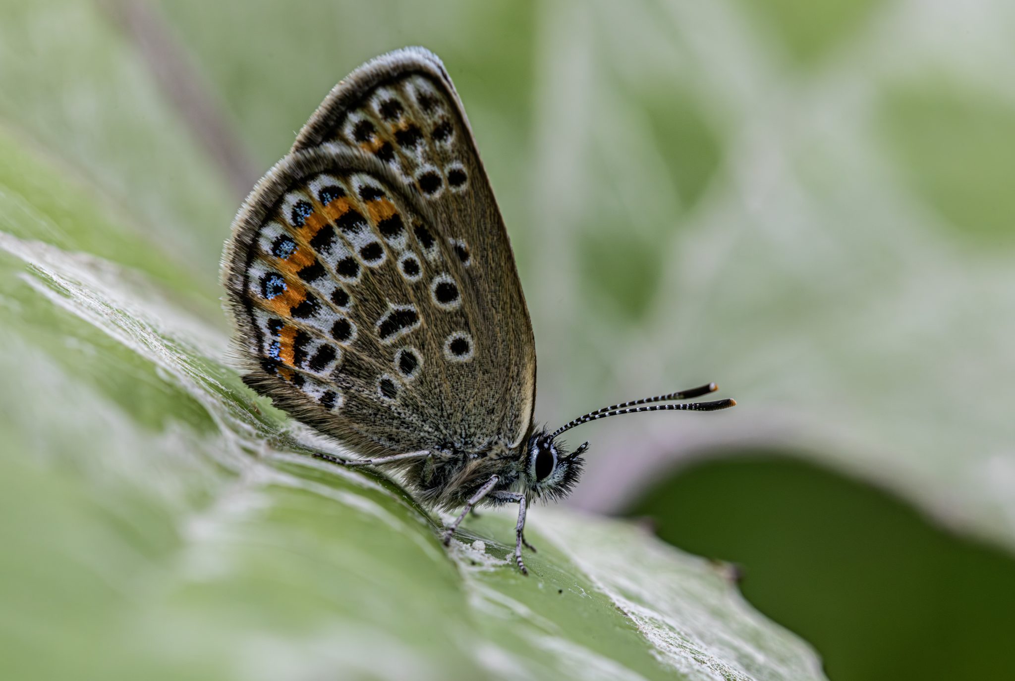 Silver-studded Blue (Plebejus argus)