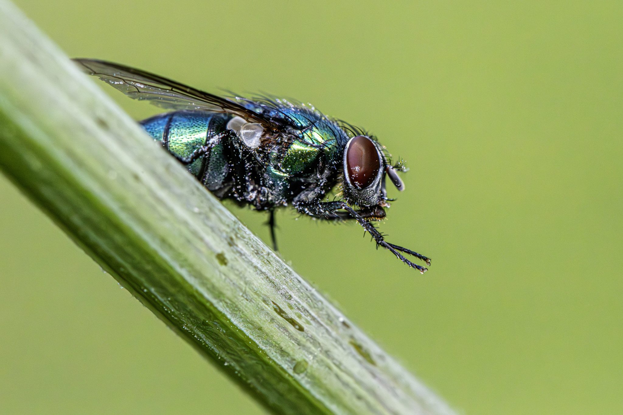 Common green bottle fly (Lucilia sericata)