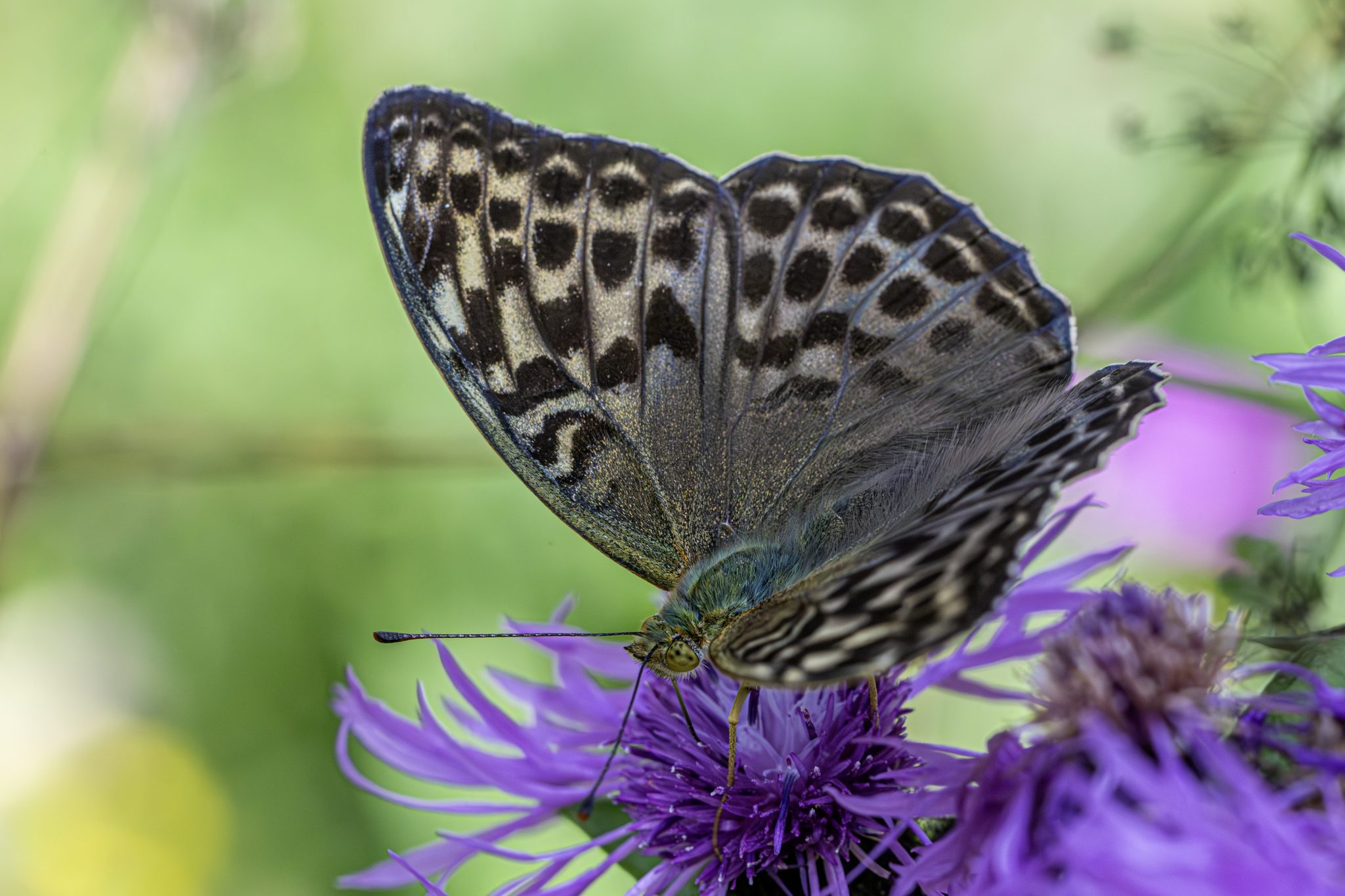 Silver-washed Fritillary (Argynnis paphia)