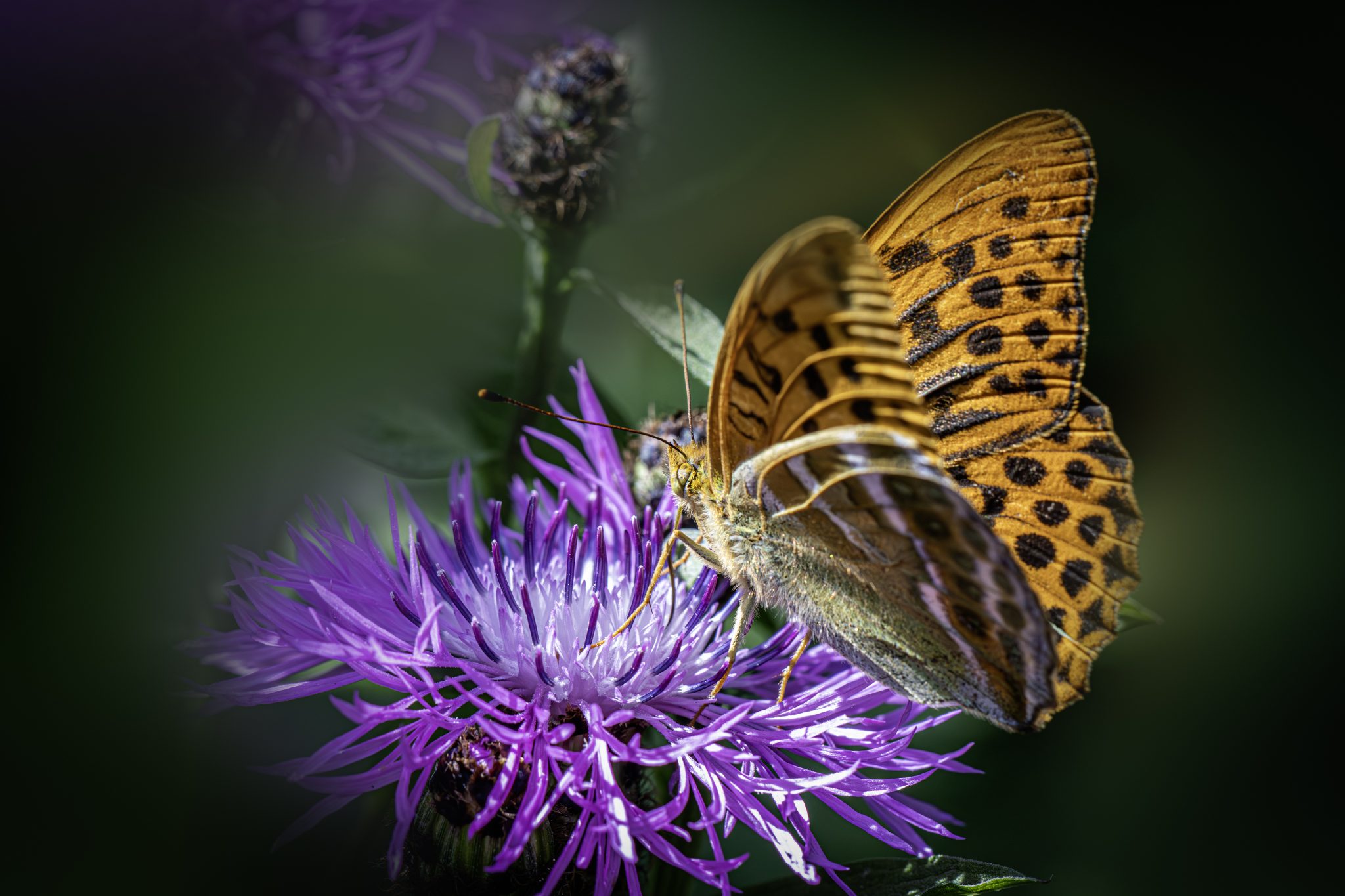 Silver-washed Fritillary (Argynnis paphia)