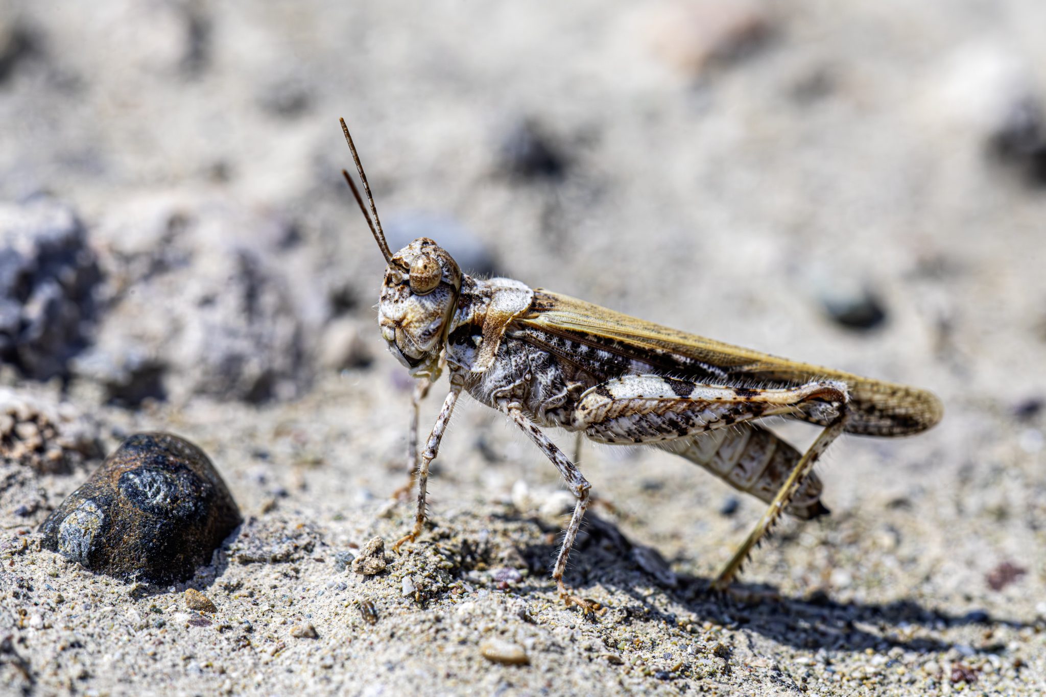 Common digging grasshopper (Acrotylus insubricus)