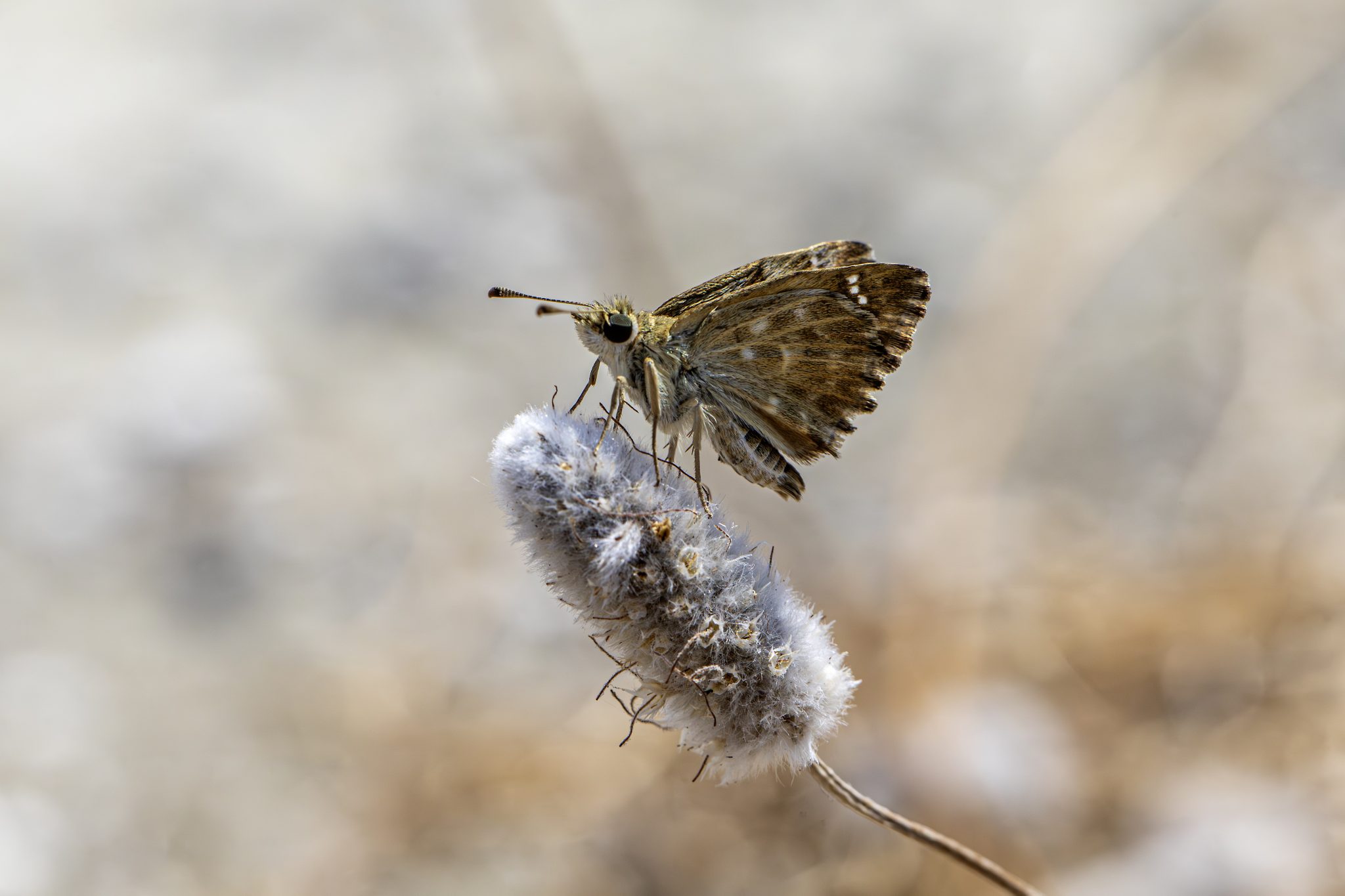 Mallow skipper (Carcharodus alceae)