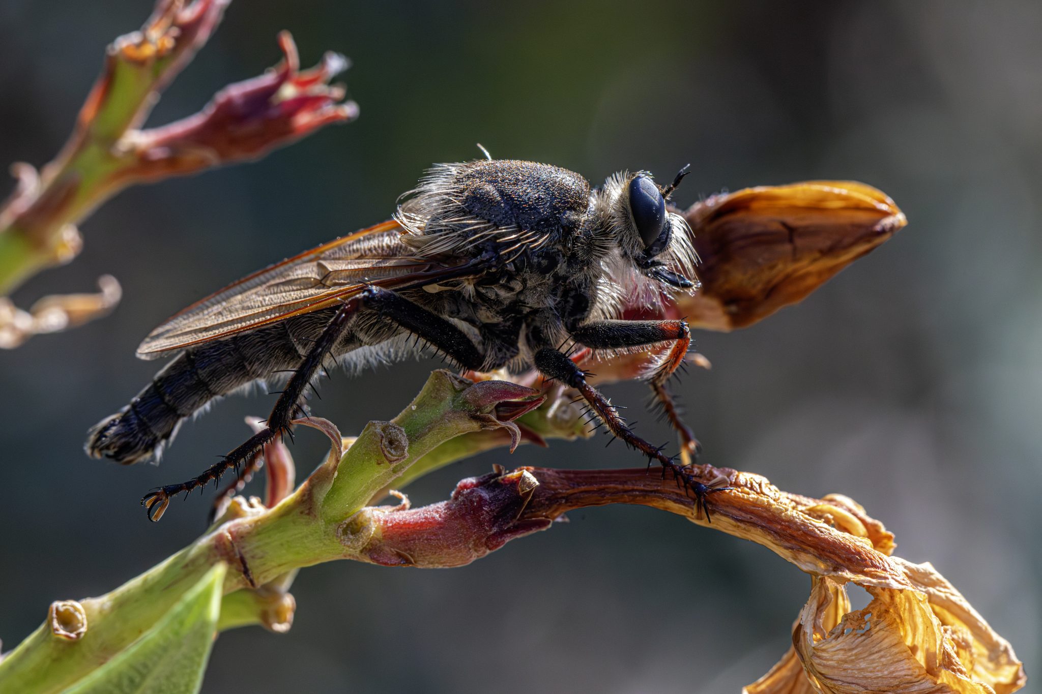Golden-tabbed robberfly (Eutolmus rufibarbis)