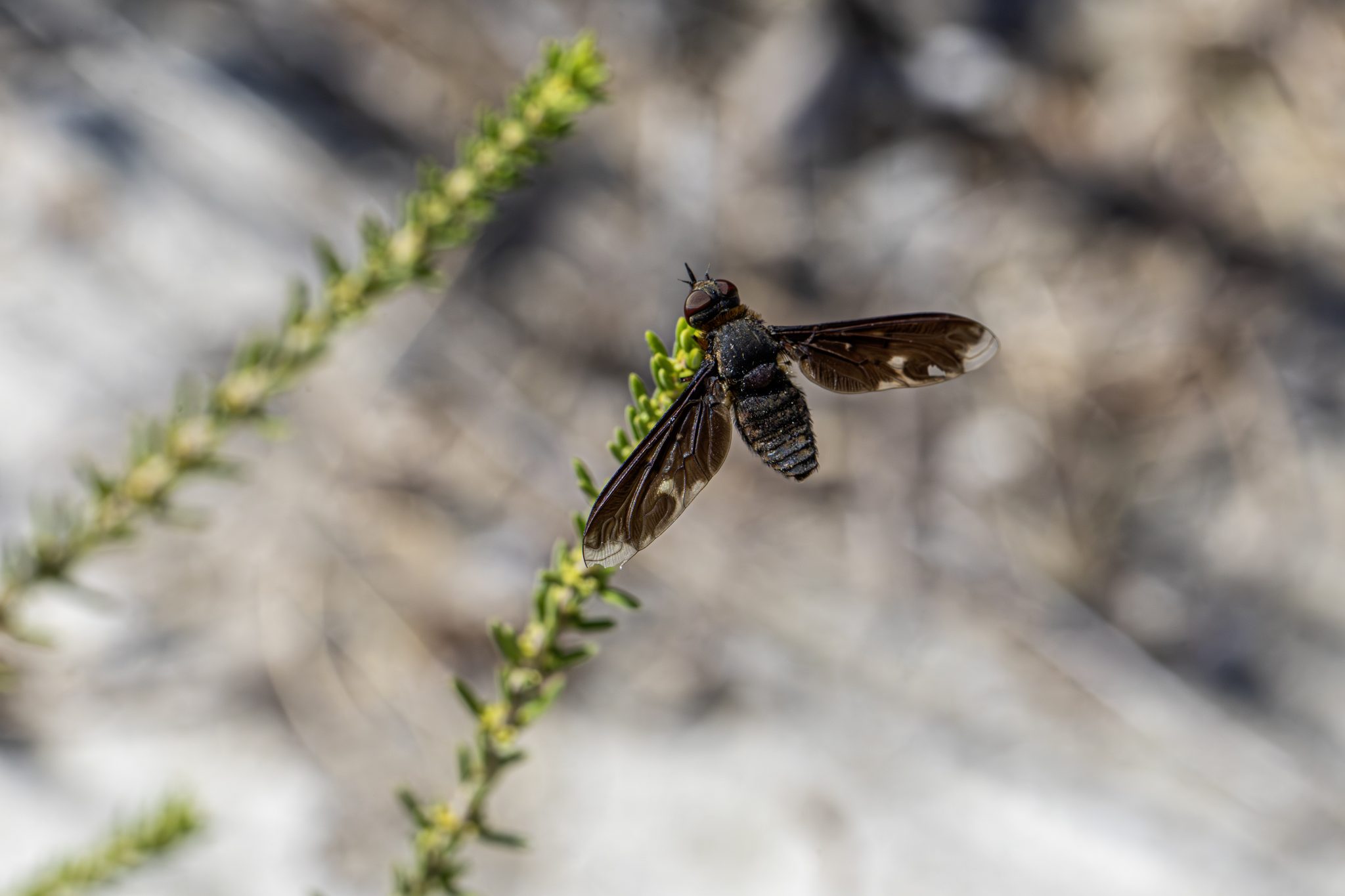 Anthracite bee-fly (Anthrax anthrax)