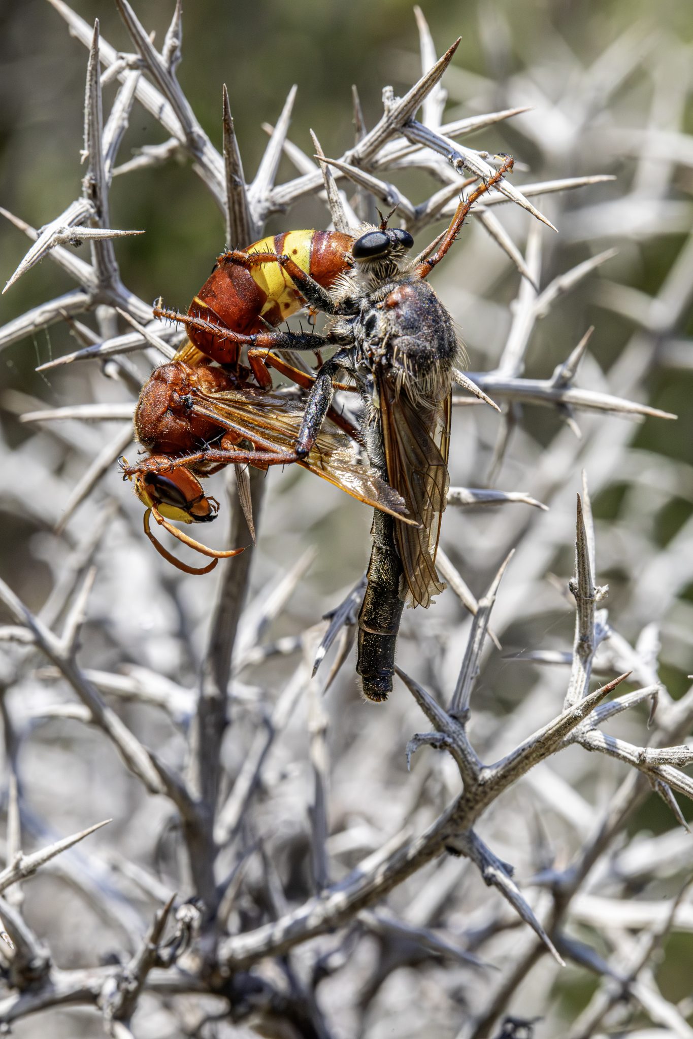 Golden-tabbed robberfly (Eutolmus rufibarbis)