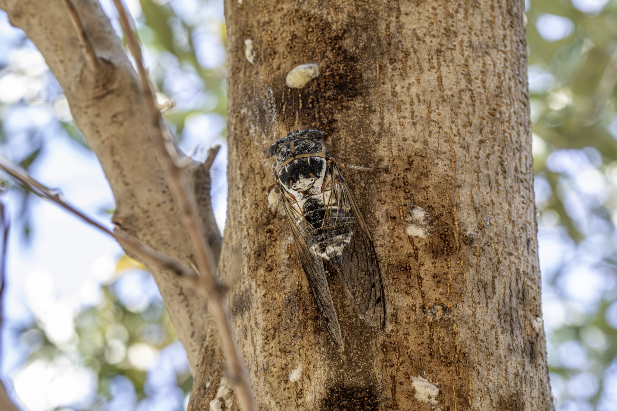 Ash cicada (Cicada orni)
