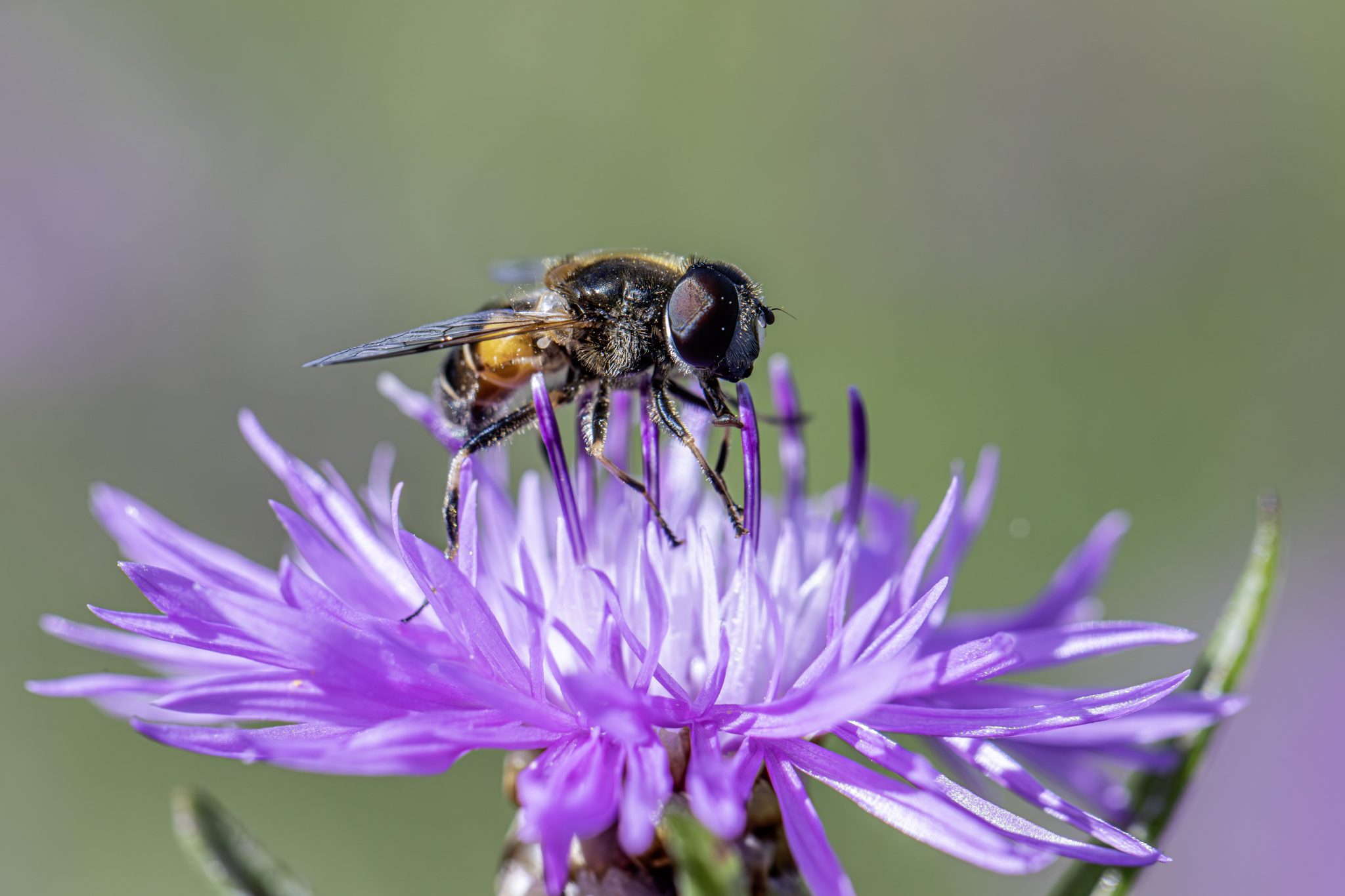 Orange-spined drone fly (Eristalis interrupta)