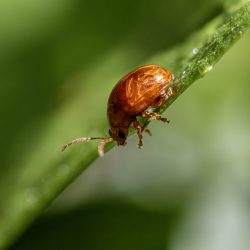 Brown mint leaf beetle (Chrysolina staphylaea)