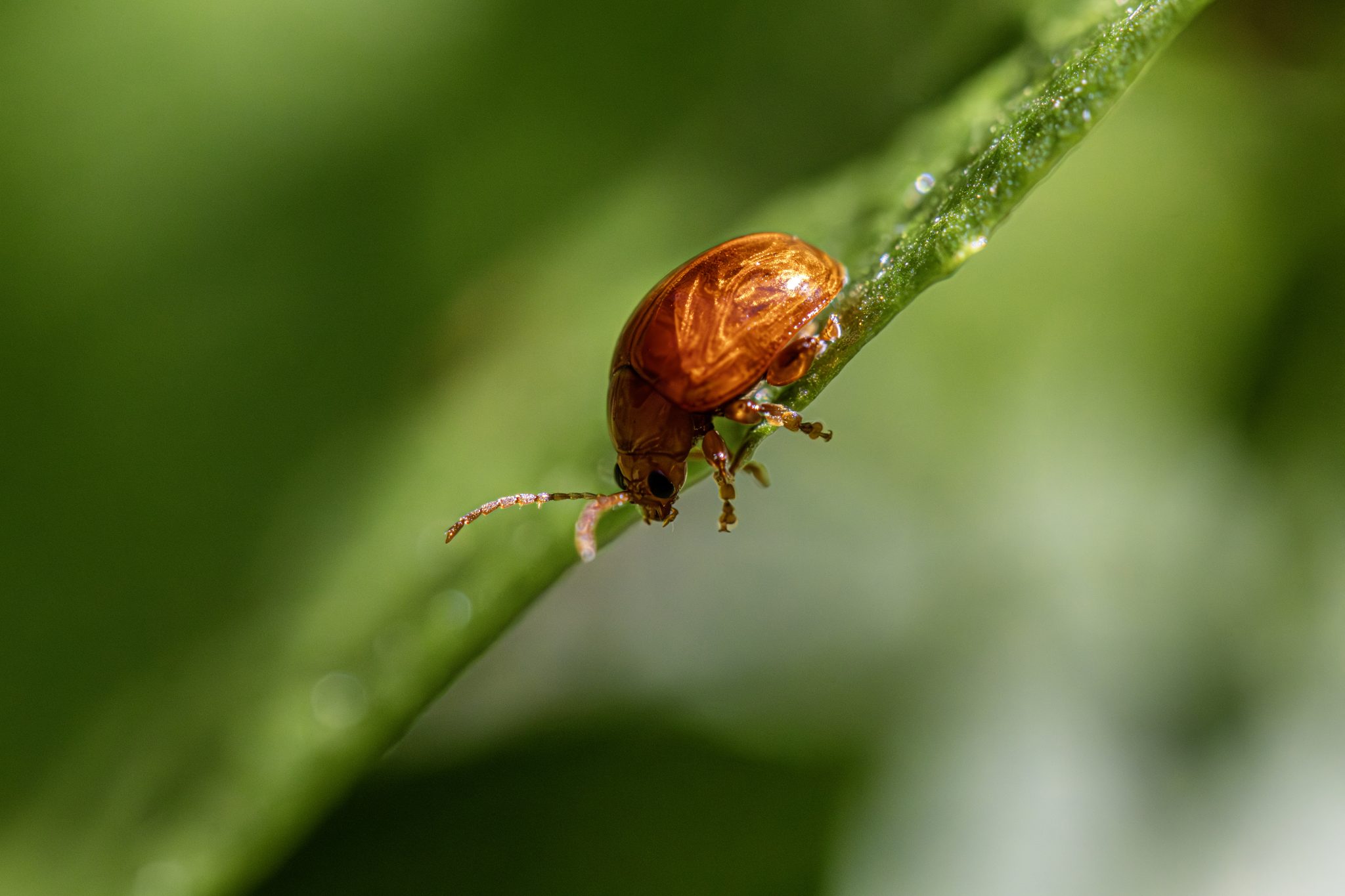 Brown mint leaf beetle (Chrysolina staphylaea)